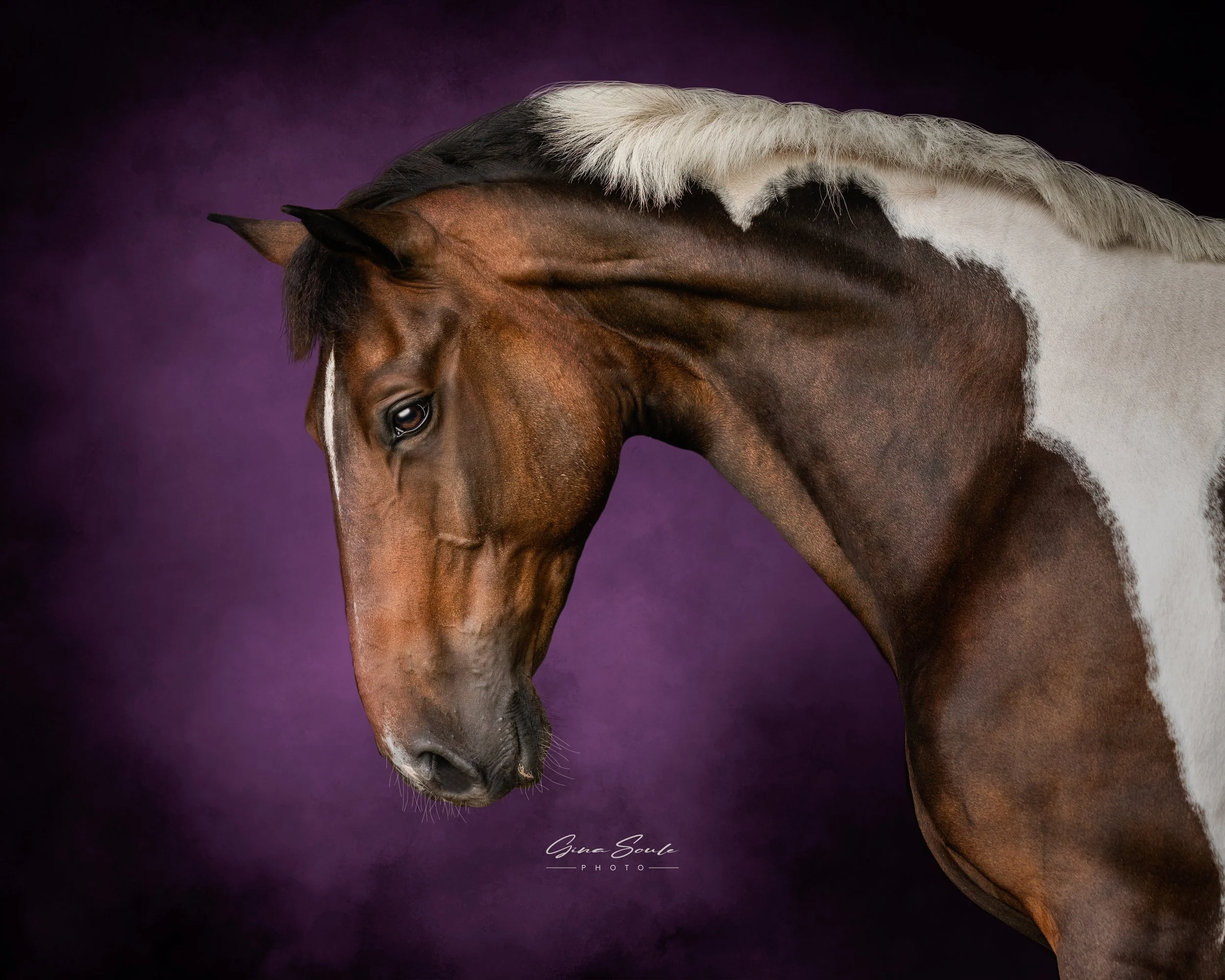 New-England-Equine-Photographer.jpg