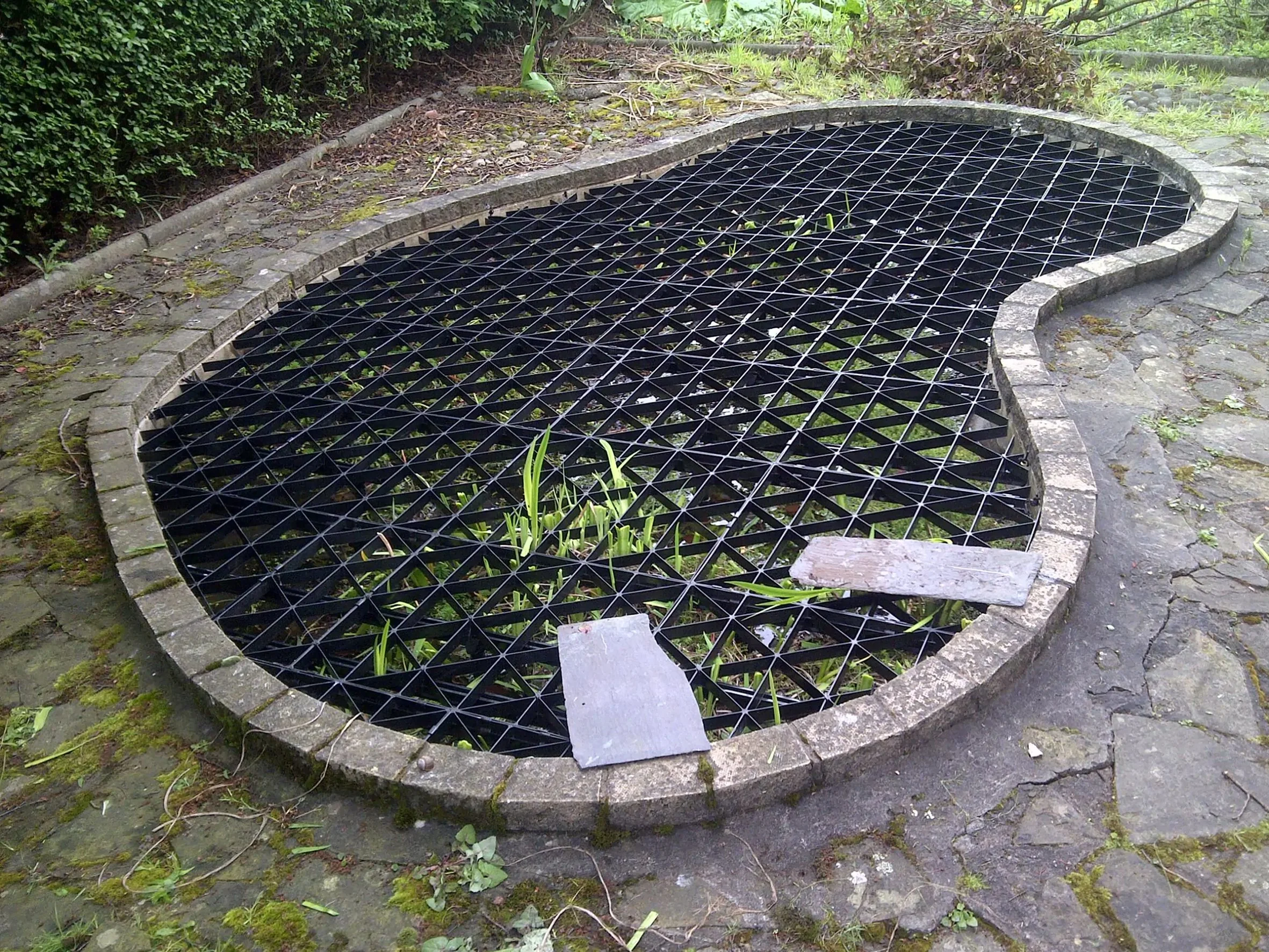 A manhole cover with a black grate partially covering a small pond with green plants, surrounded by mossy cobblestone pavement and a ground border of bricks and stones.