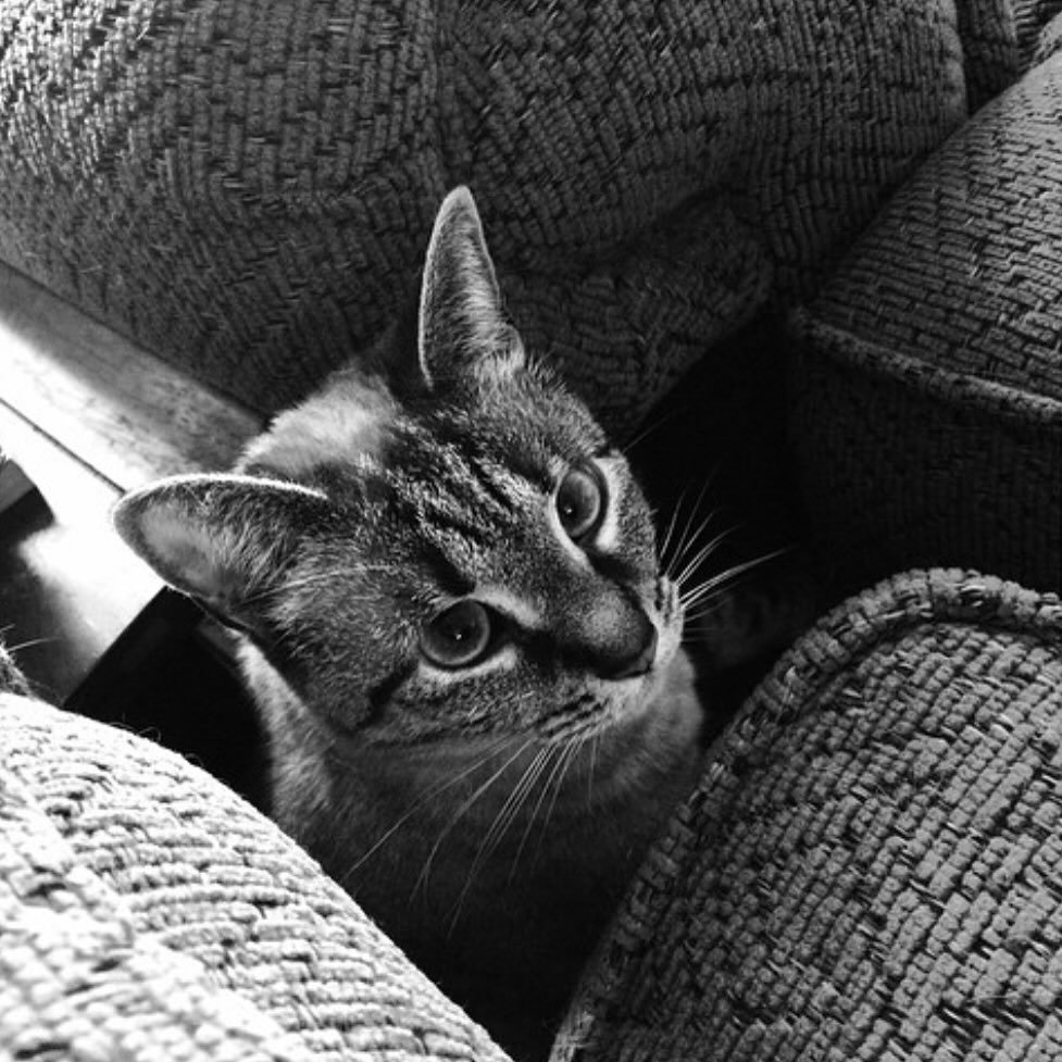 The night I met @scarrypenguins I told him &ldquo;cats were a deal breaker&rdquo;, this little girl proved me wrong. I will miss you Prince Cat. Your loud voice, your cross-eyed blues, your pretty stripes. Rest in peace my girl.
