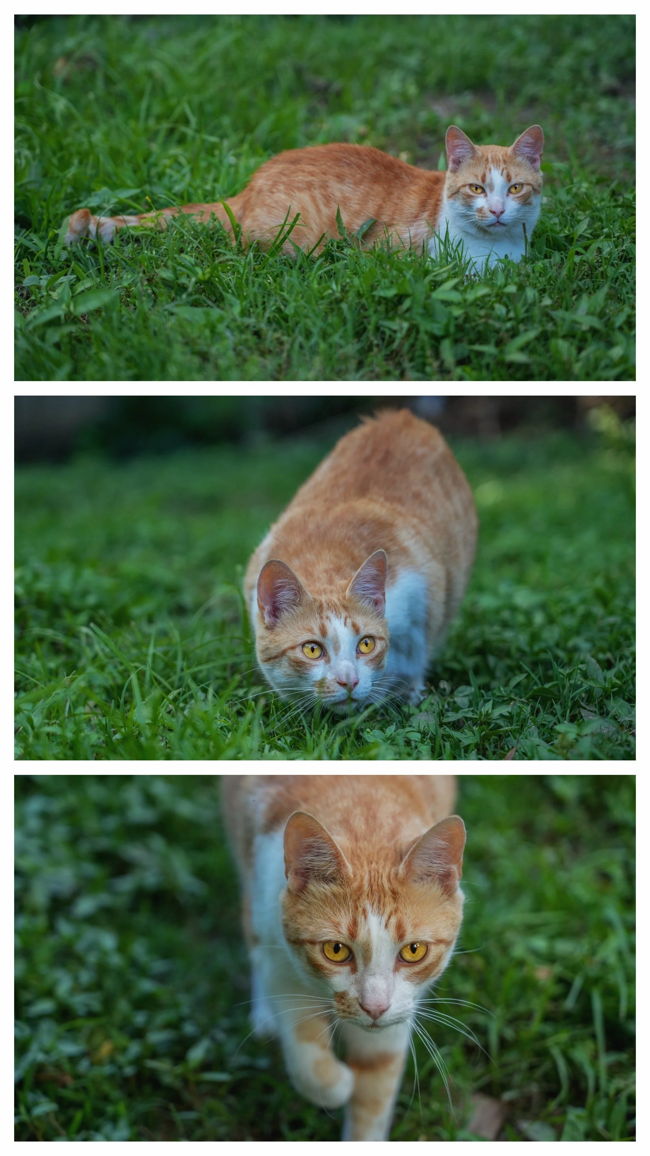 Three orange and white cats in a grassy area, with the first lying down, the second walking towards the camera, and the third walking directly towards the viewer.