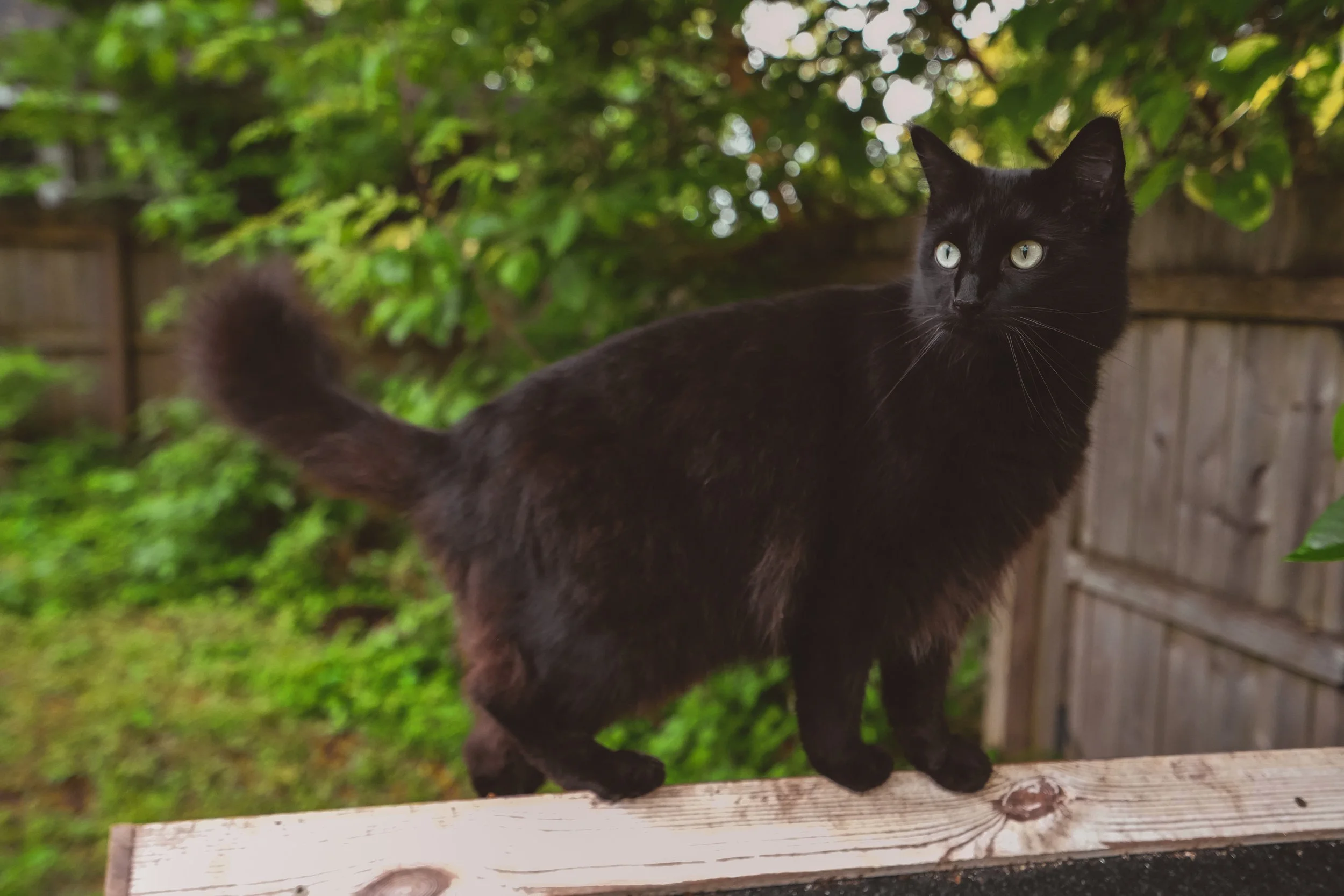 A black cat standing on a wooden surface outdoors with green foliage and a wooden fence in the background.