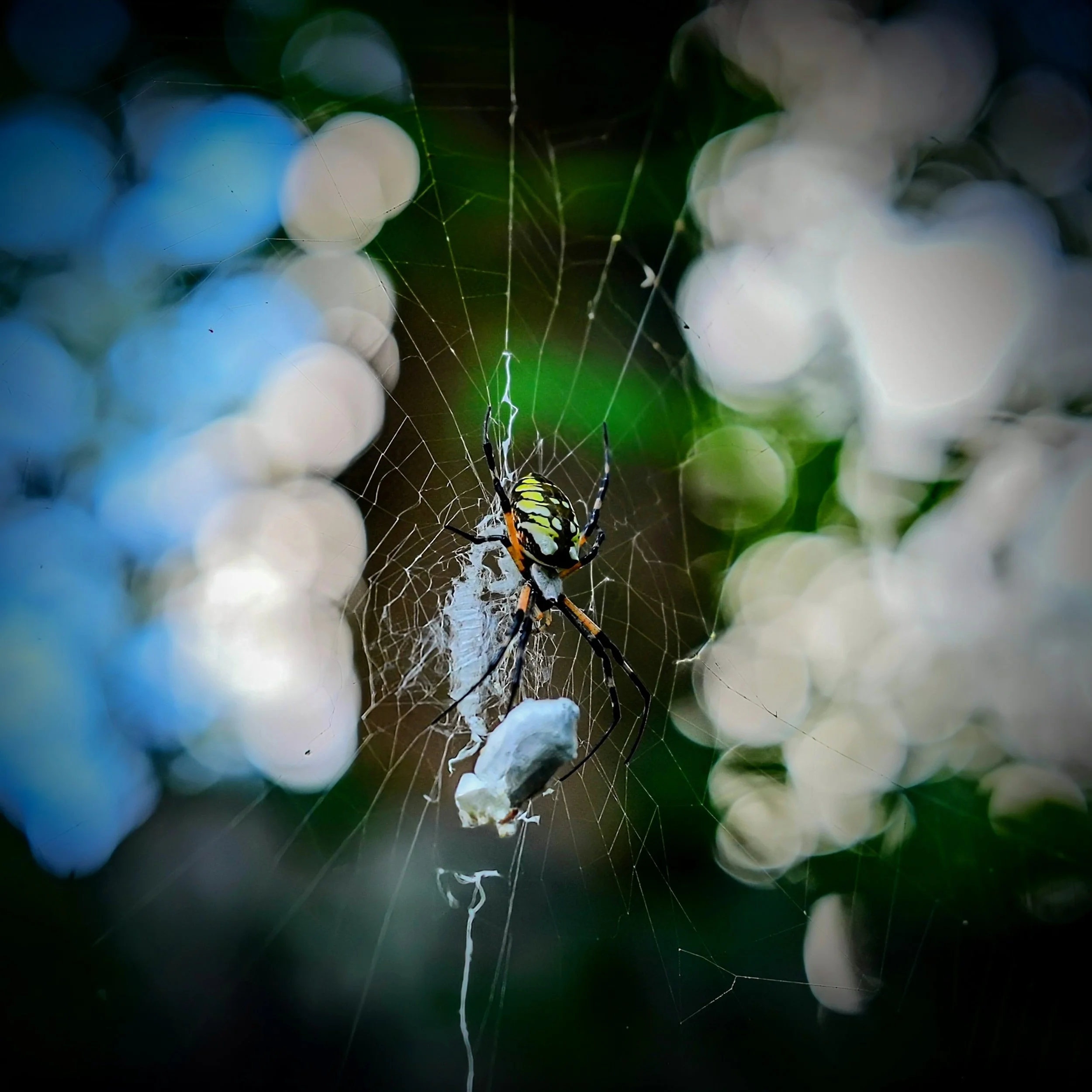 A spider sitting on a web with a prey caught in its web, surrounded by blurred lights and foliage.