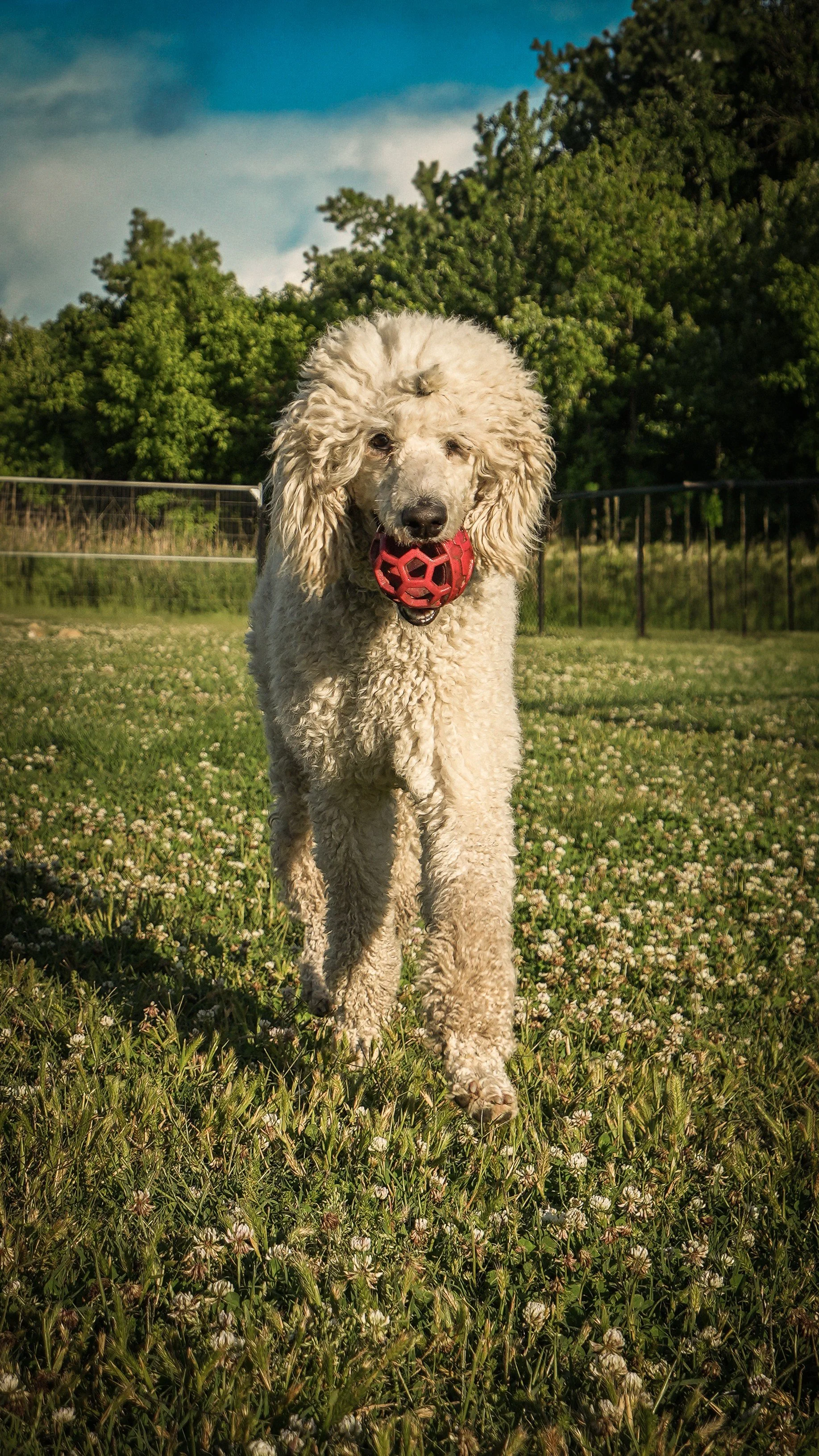 A curly-haired poodle dog walking in a grassy field with a red ball in its mouth, trees in the background, and a partly cloudy sky.
