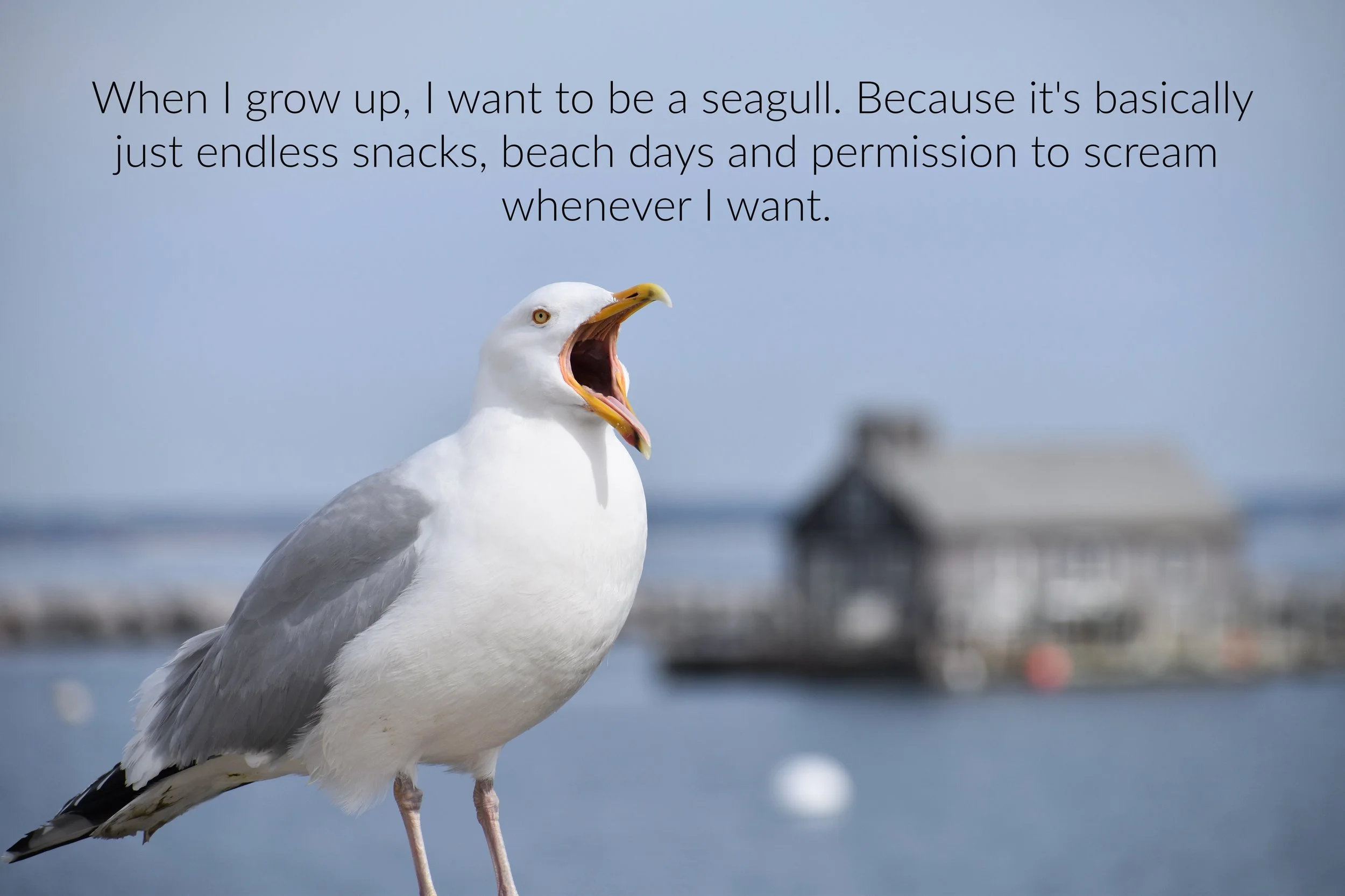 I want to be a seagull.jpg