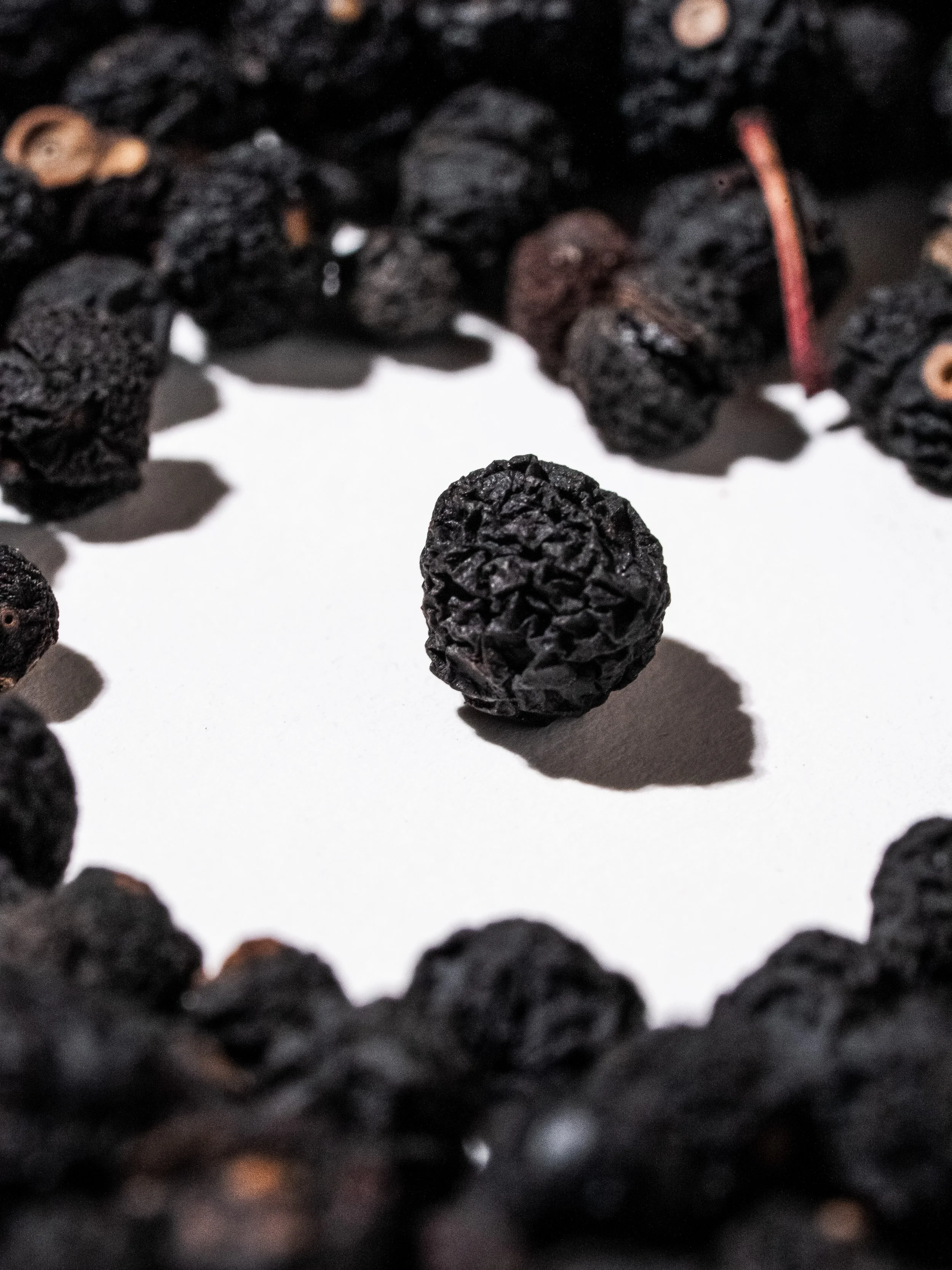 Tasmanischer Pfeffer