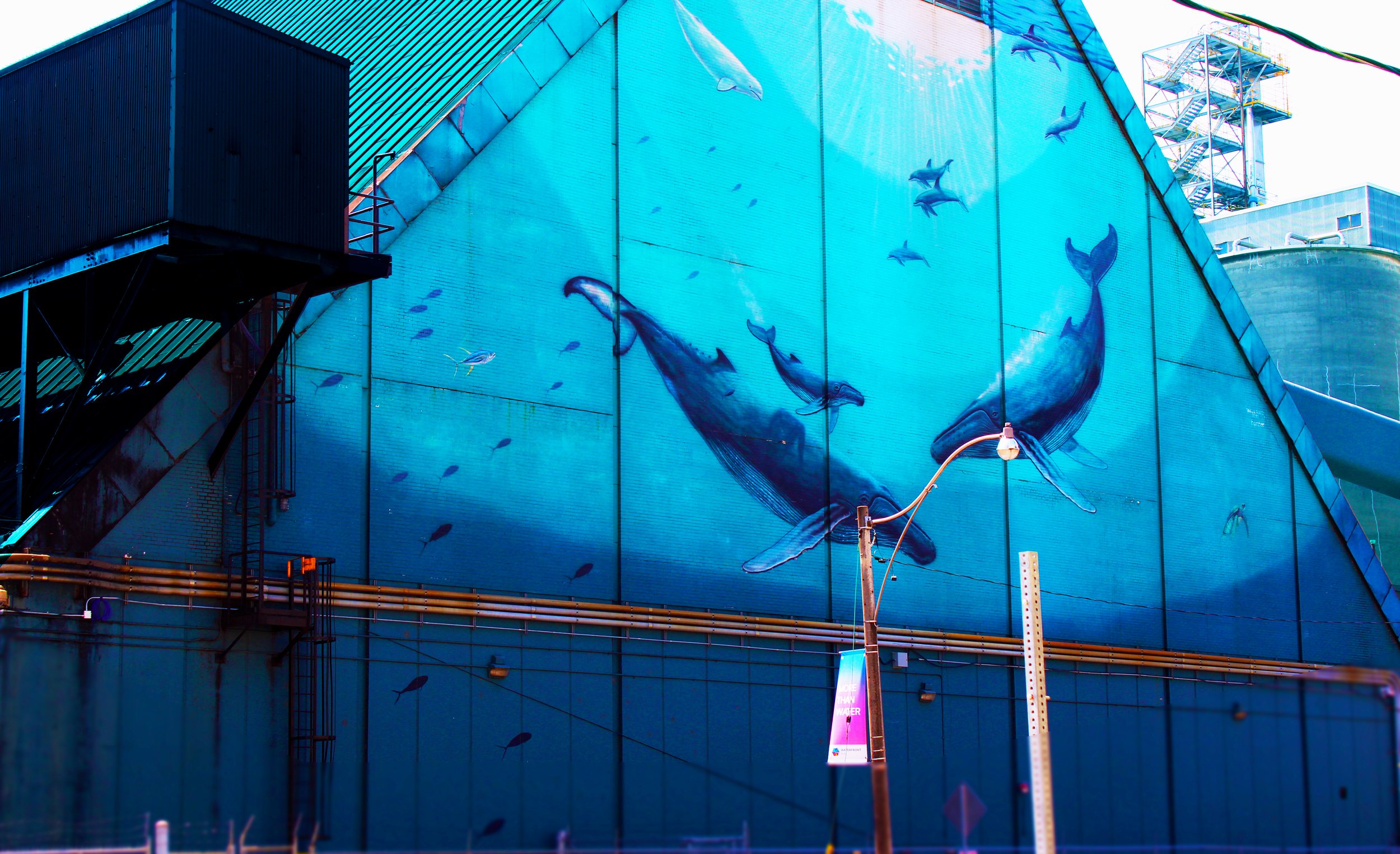 whales.jpg