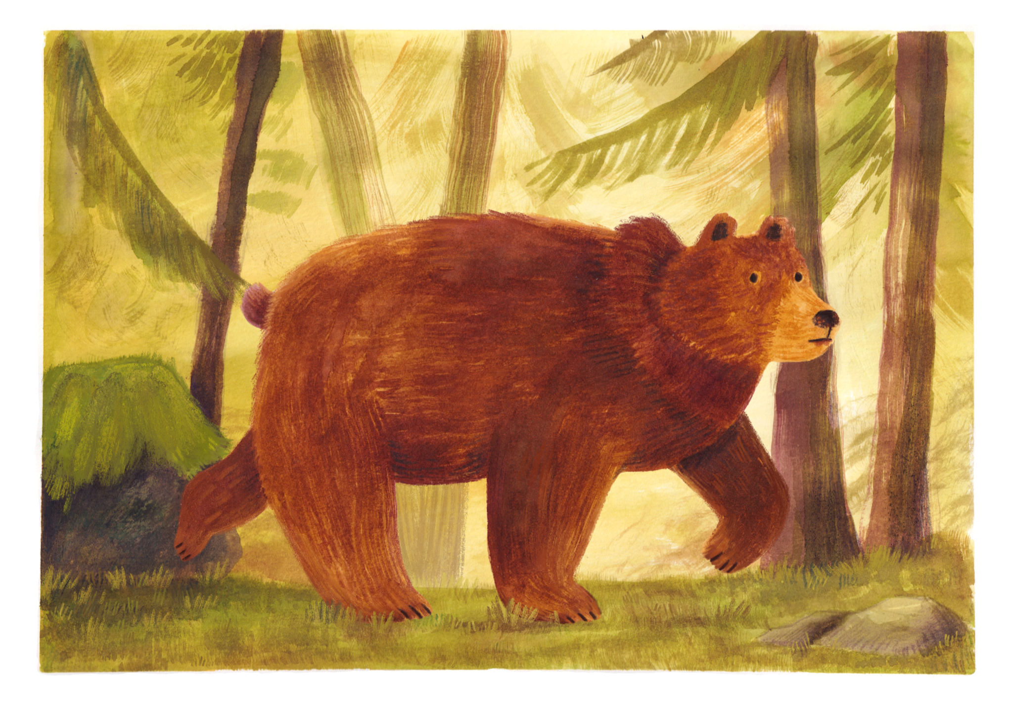 An Illustration of a brown bear walking in a forest with tall trees and green grass.