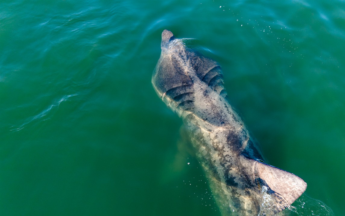 Basking Beauty - Kai Willmott