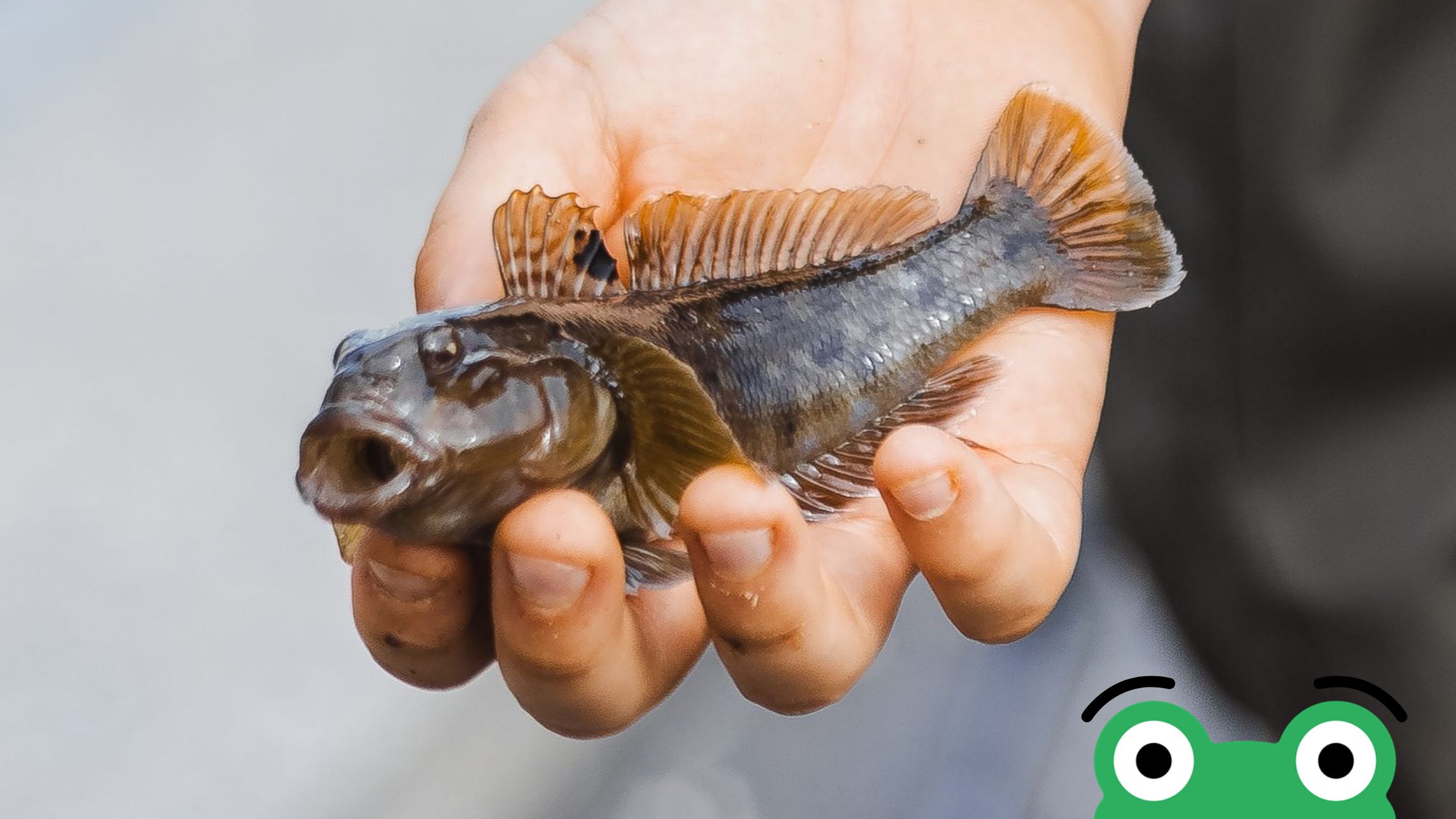 Kutlinger og køleskabskunst