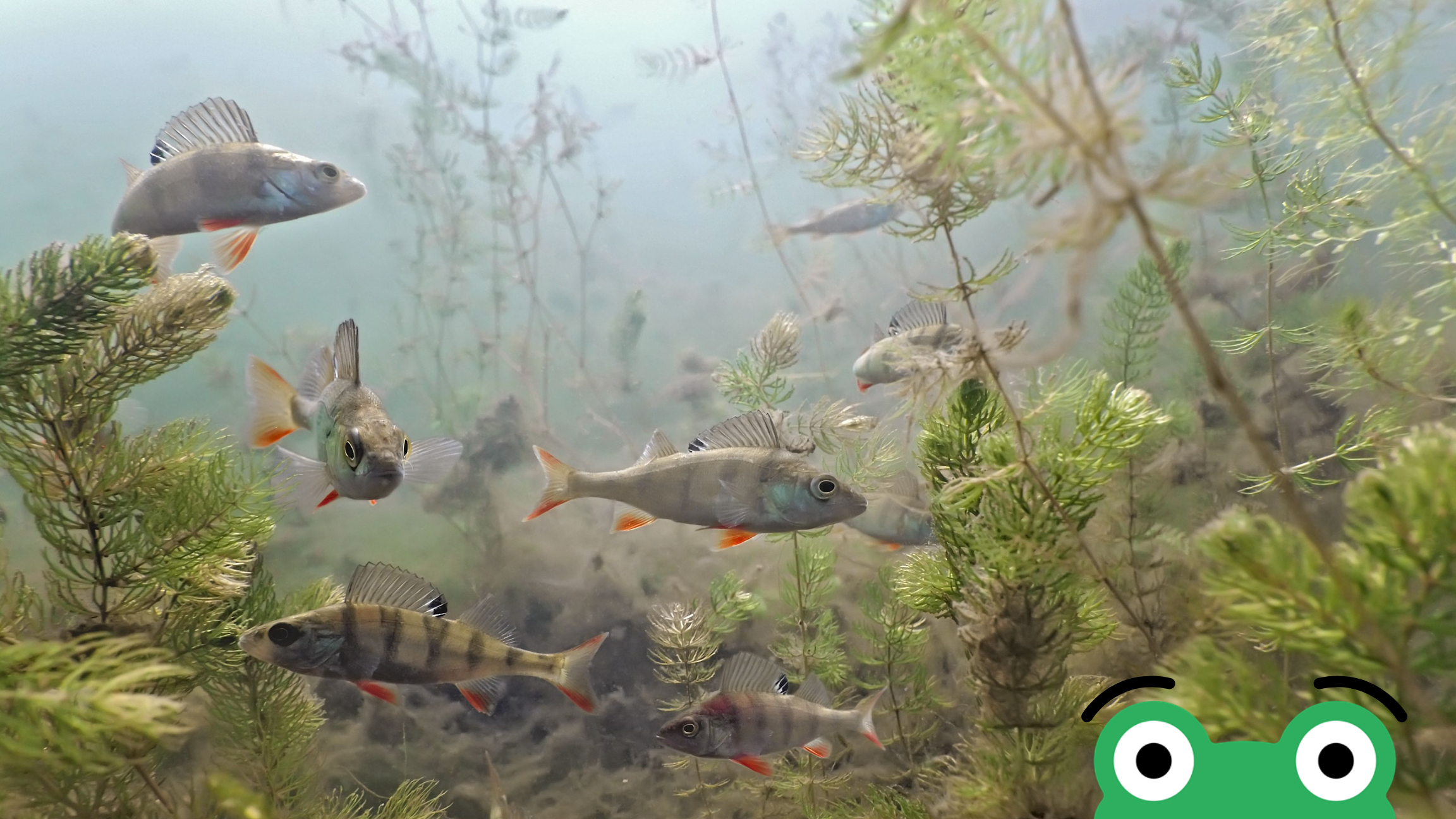 Søens fisk i børnehøjde