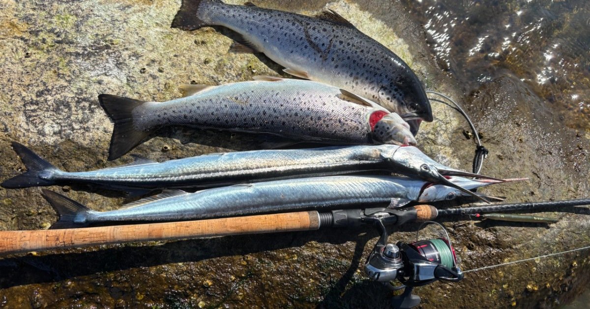 Hornfisk og havørred ved Nibe bredning