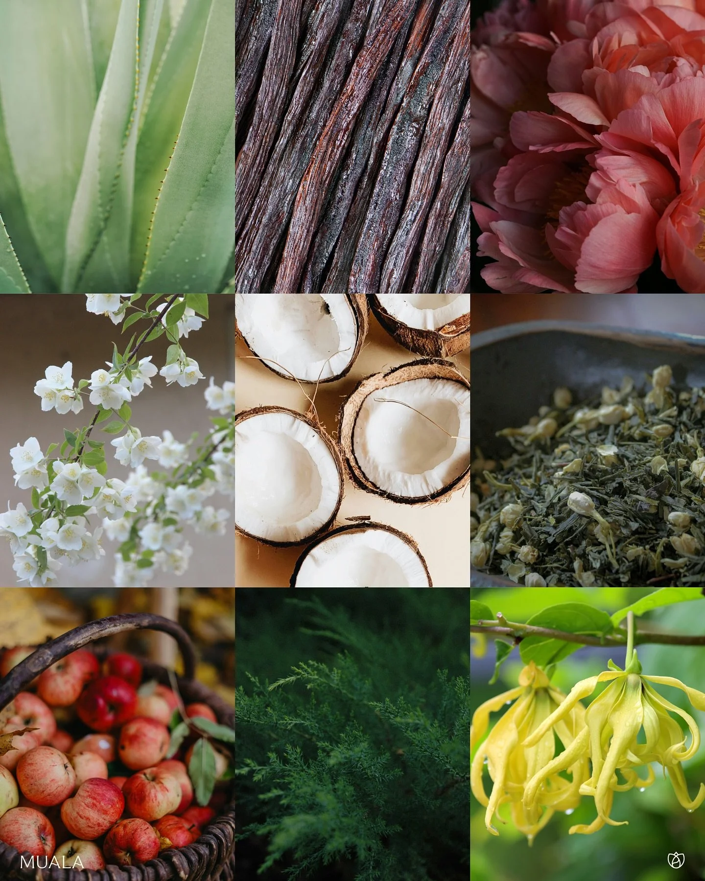 Da terra &agrave;s tuas m&atilde;os, cada ingrediente Muala guarda um poder ancestral.
Cada gota &eacute; um tributo &agrave; origem.A natureza &eacute; a nossa ci&ecirc;ncia e a tua pele, o nosso prop&oacute;sito.🌿