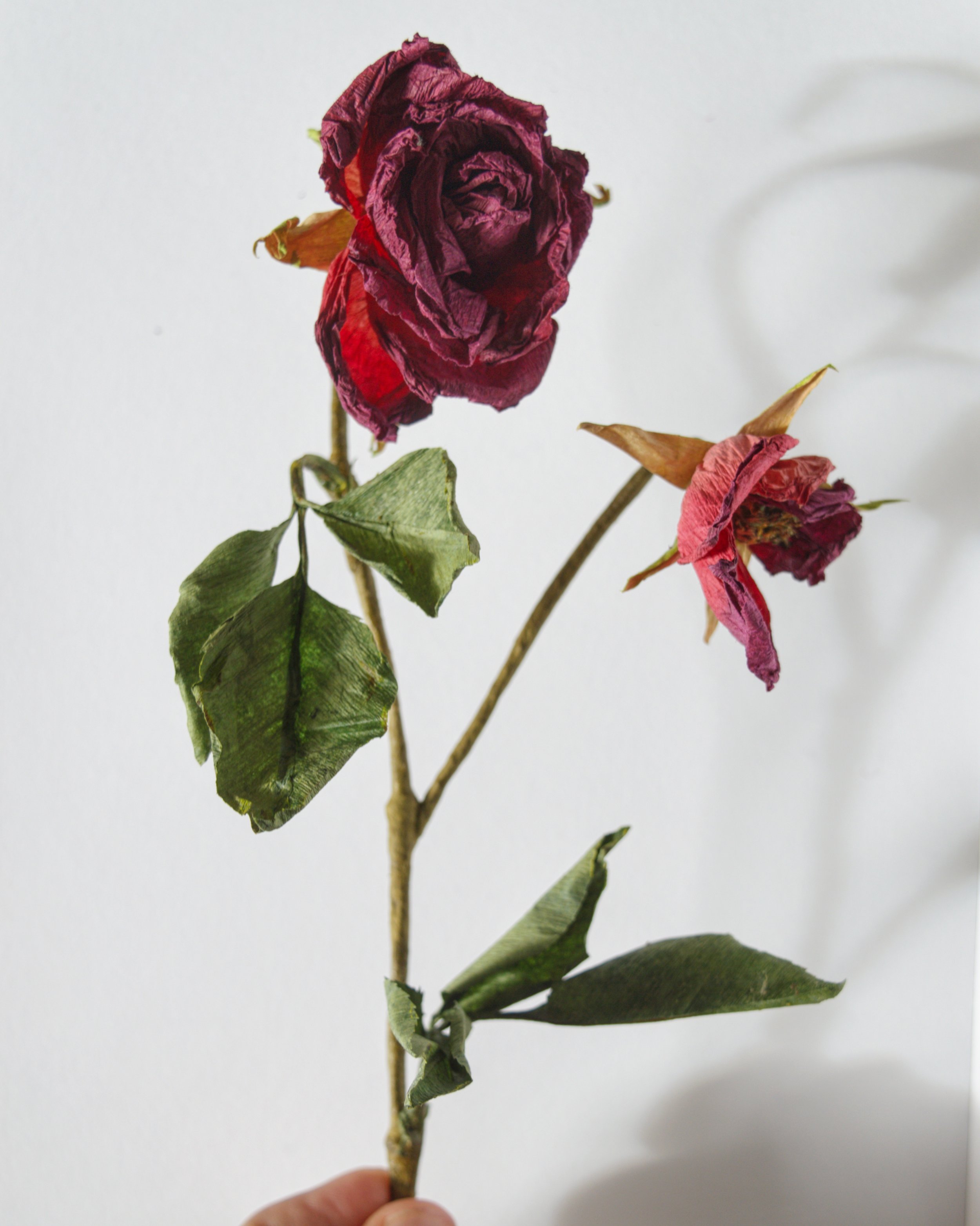 DSC_0855-02.jpeg