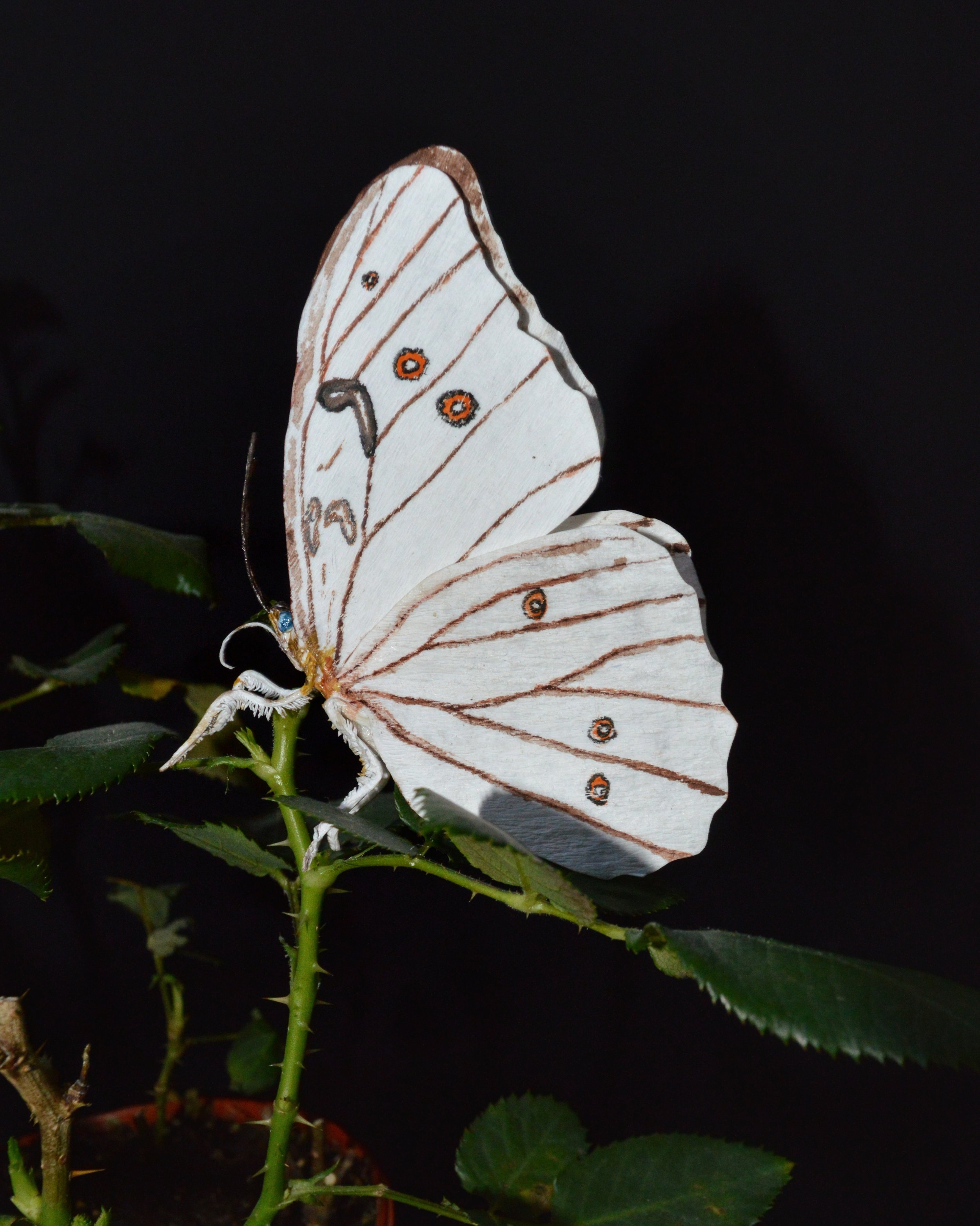 DSC_0664-01.jpeg