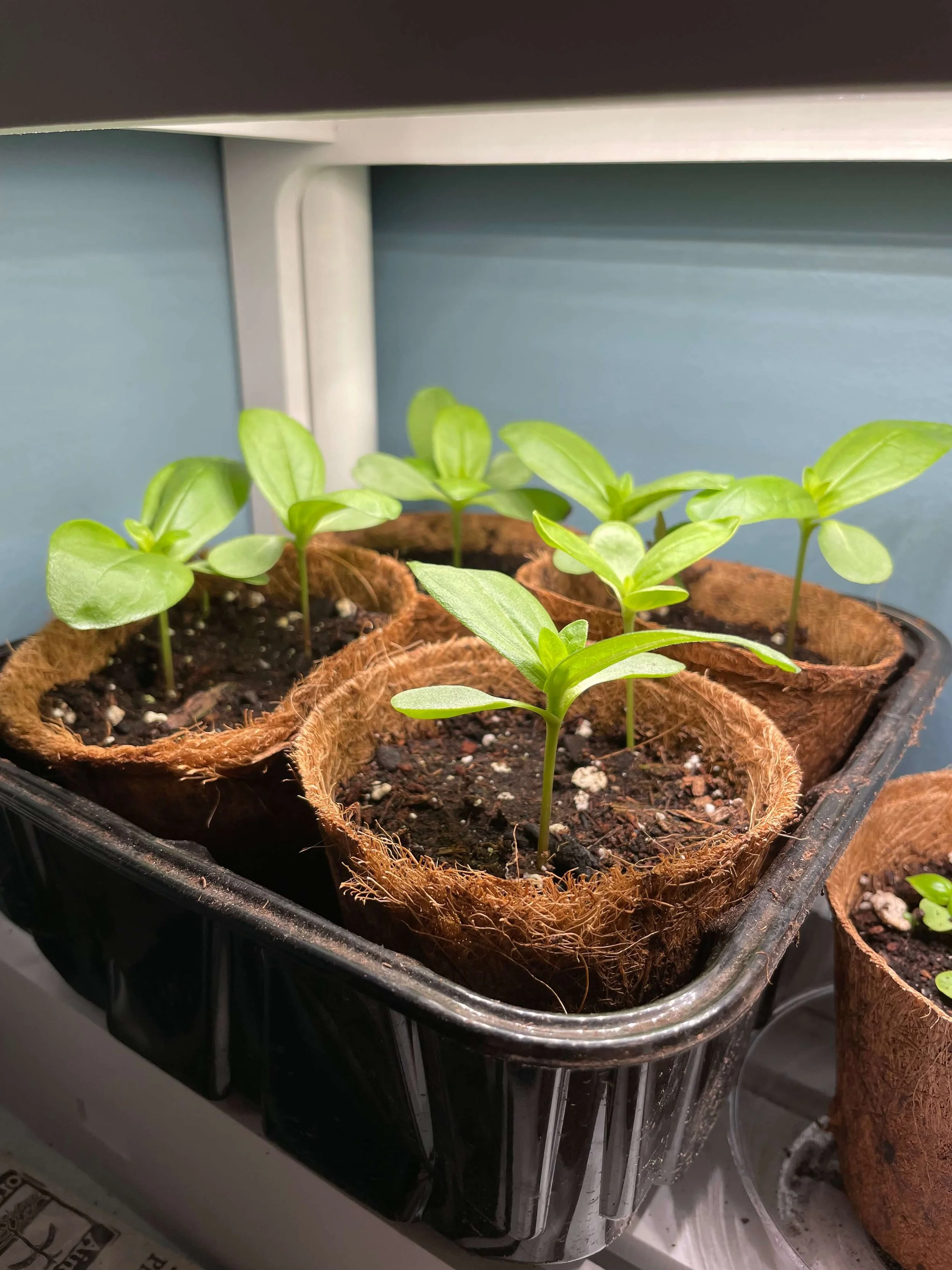 Tips on Starting Seeds 