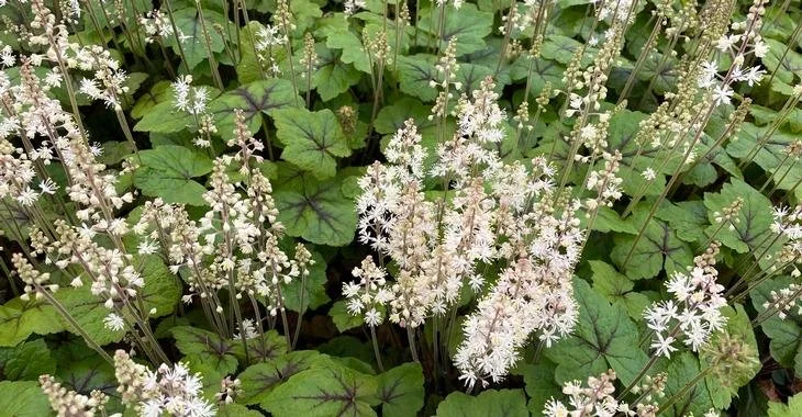 Tiarella cordifolia 'Brandywine' - Foamflower (Quart)