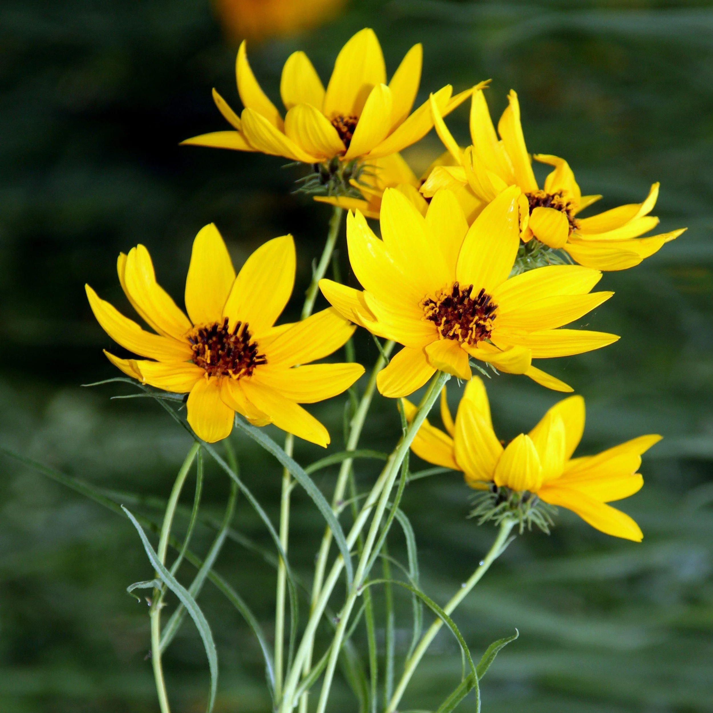 Helianthus salicifolia 'Autumn Gold' - Willowleaf Sunflower (Quart)