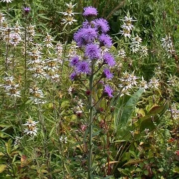 Liatris scariosa.jpg