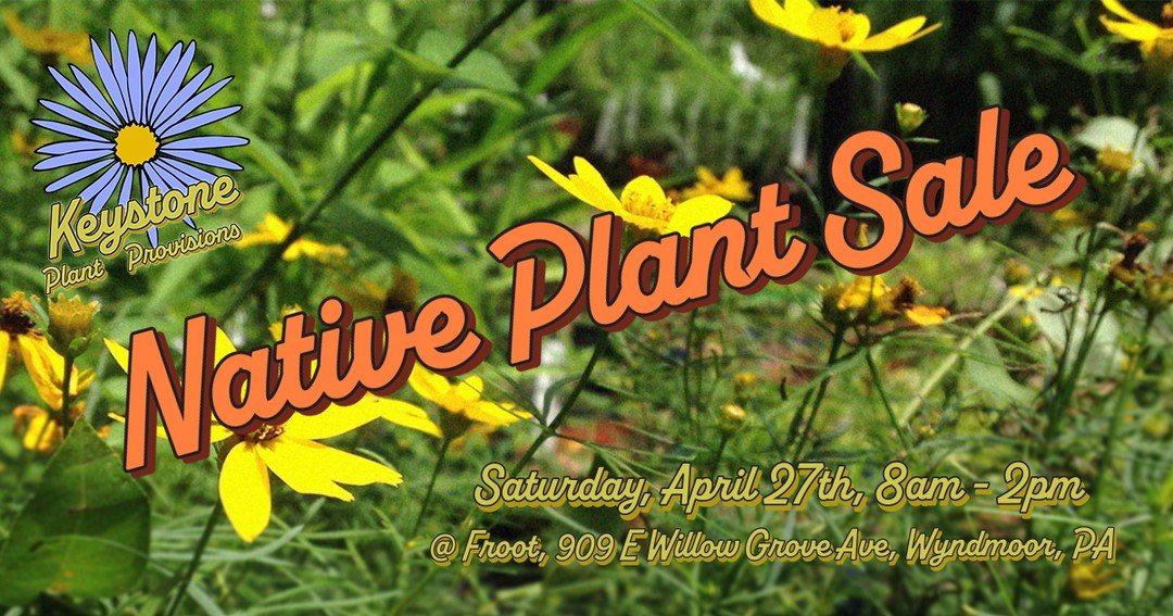 With this early spring and warmer days, we are looking forward to our first pop-up plant sale! Save the date: April 27, from 8am-2pm @frootwyndmoor . We'll have over 50 species and 1500 native perennials, grasses, and ferns, all looking for a home. M