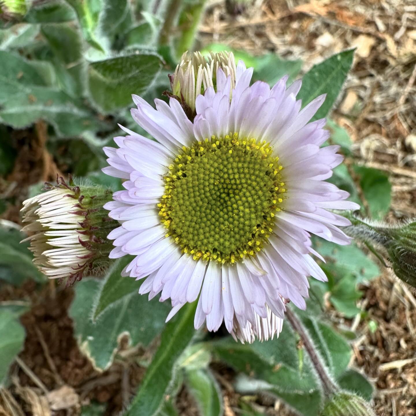 The first flower to emerge this year in our garden (besides the violets!) is Erigeron pulchellus &lsquo;Lynnhaven Carpet&rsquo;. This sweet, fuzzy groundcover stays 6-12&rdquo; tall and usually blooms May to June.  These particular plants are in a su