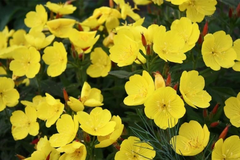 Oenothera fruticosa - Sundrops (Quart)