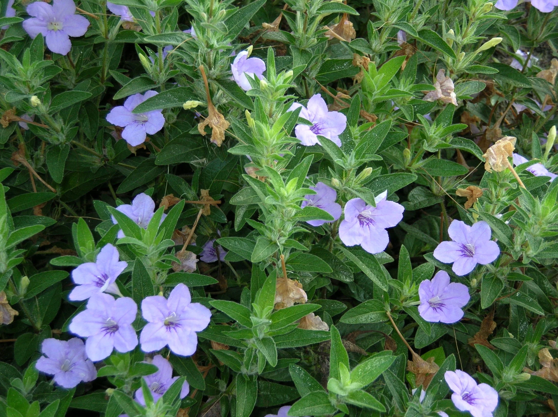 Ruellia humilis - Wild Petunia (Quart)