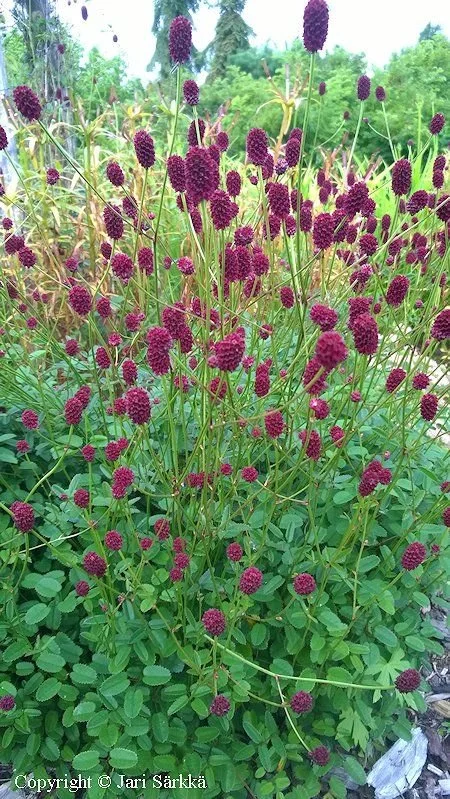 Sanguisorba officinalis 'Tanna' - Great Burnet (Gallon)