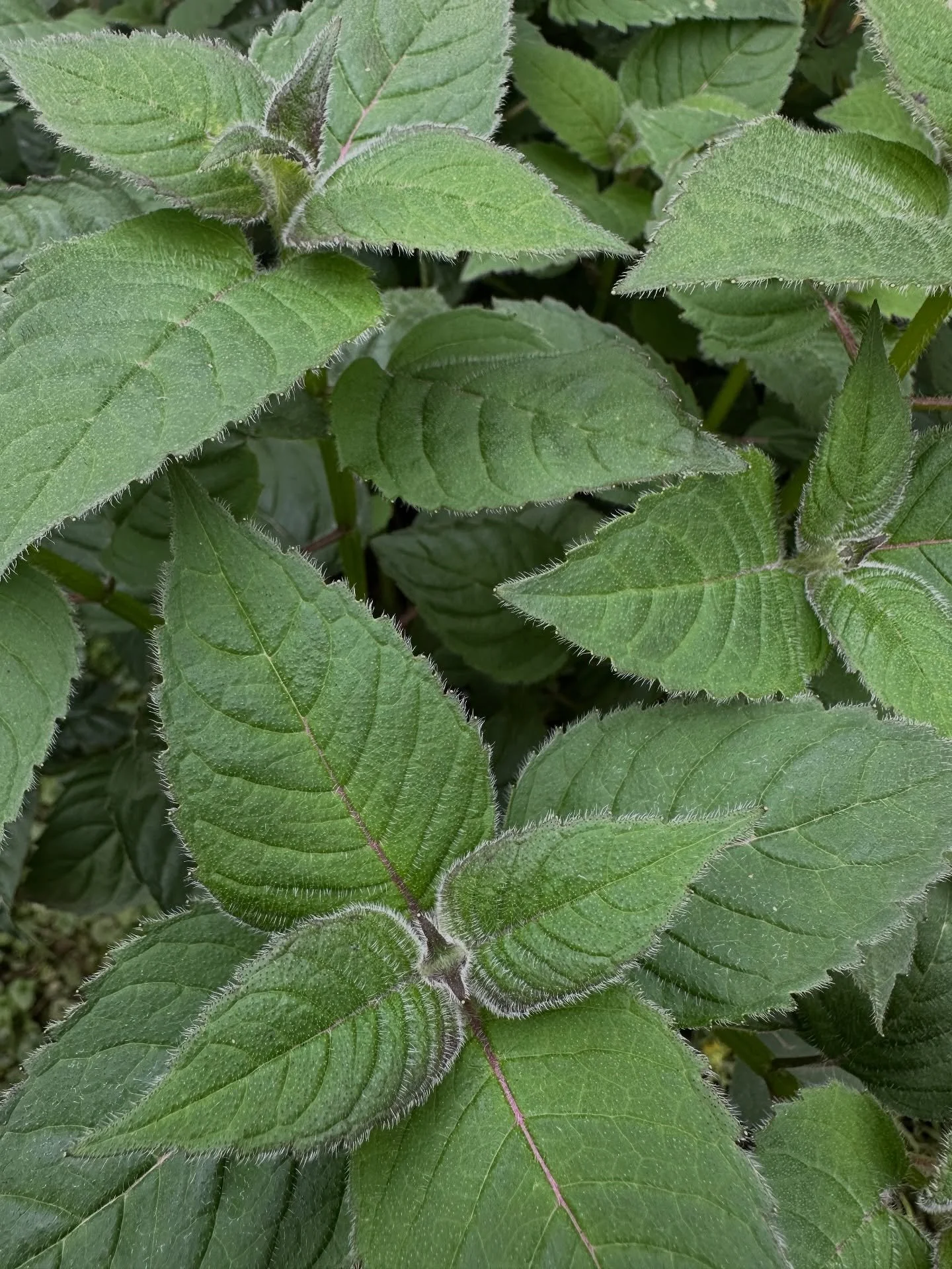 New Moon Nursery @newmoonnursery featured Monarda &lsquo;Gardenview Scarlet&rsquo; today, and we can&rsquo;t help but agree - we love this plant too! 

&bull; Deer resistant!
&bull; Attracts hummingbirds, butterflies, and other pollinators!
&bull; Lo