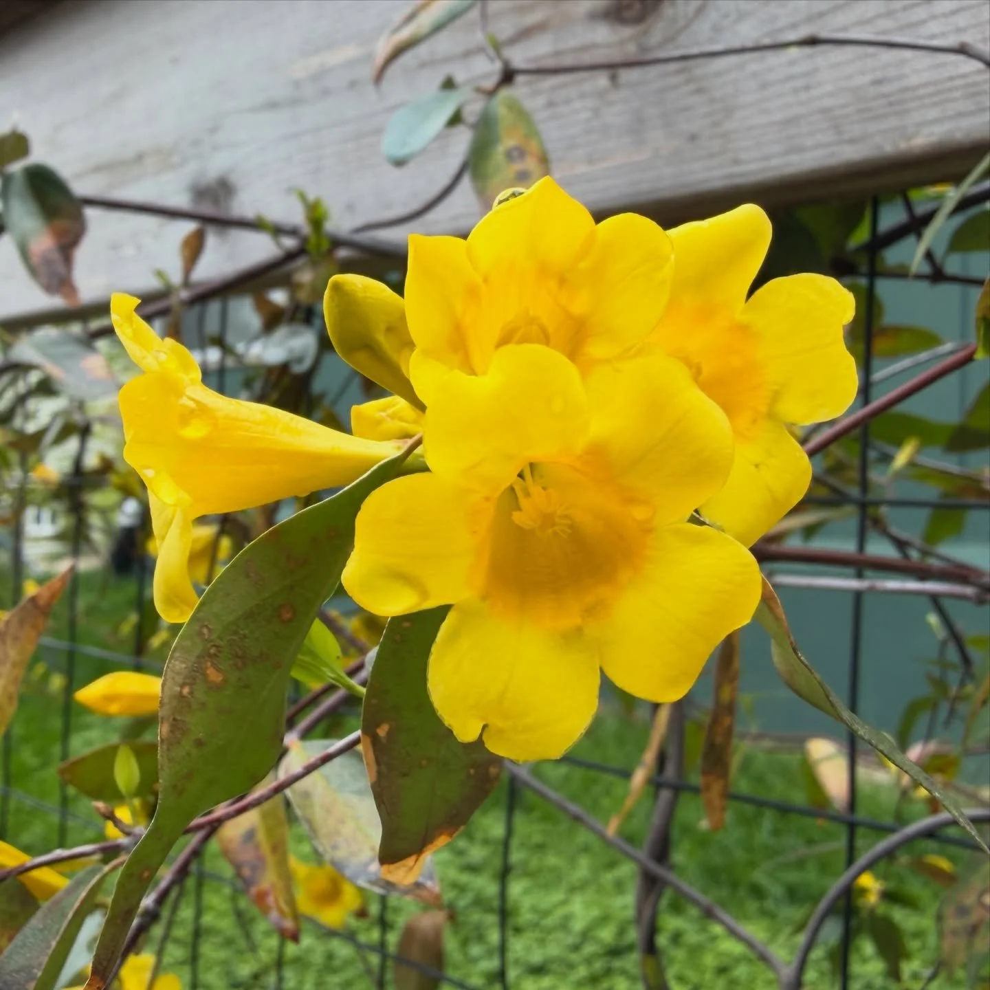 Gelsemium sempervirens &lsquo;Margarita&rsquo; (Carolina Jessamine) shining bright this morning.  Evergreen, fragrant, and an early bloomer!  It checks all the boxes.  Available for pre-sale on our site. 🌼