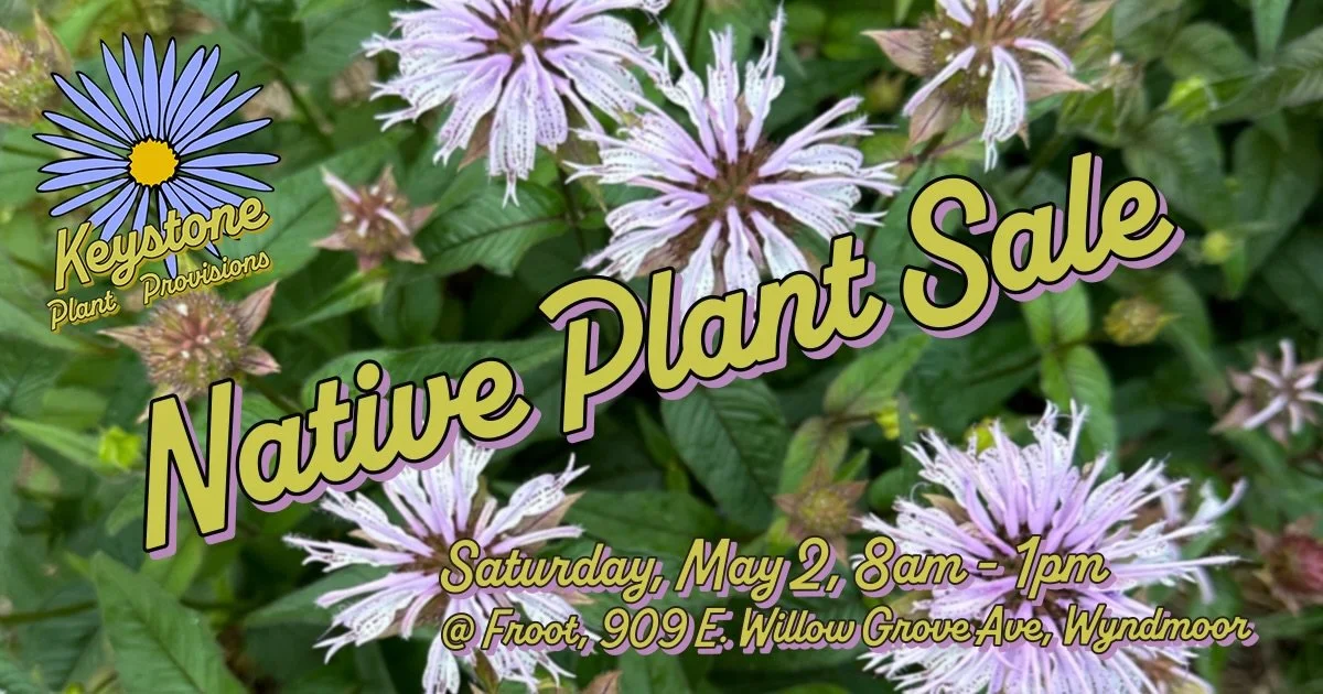 Save the date!  Join us for our 3rd Annual Spring Native Plant Sale next Saturday, May 2nd, in Wyndmoor @frootwyndmoor.  With a curated selection of 50+ species you&rsquo;ll find native plants perfect for attracting pollinators and bringing bright, s