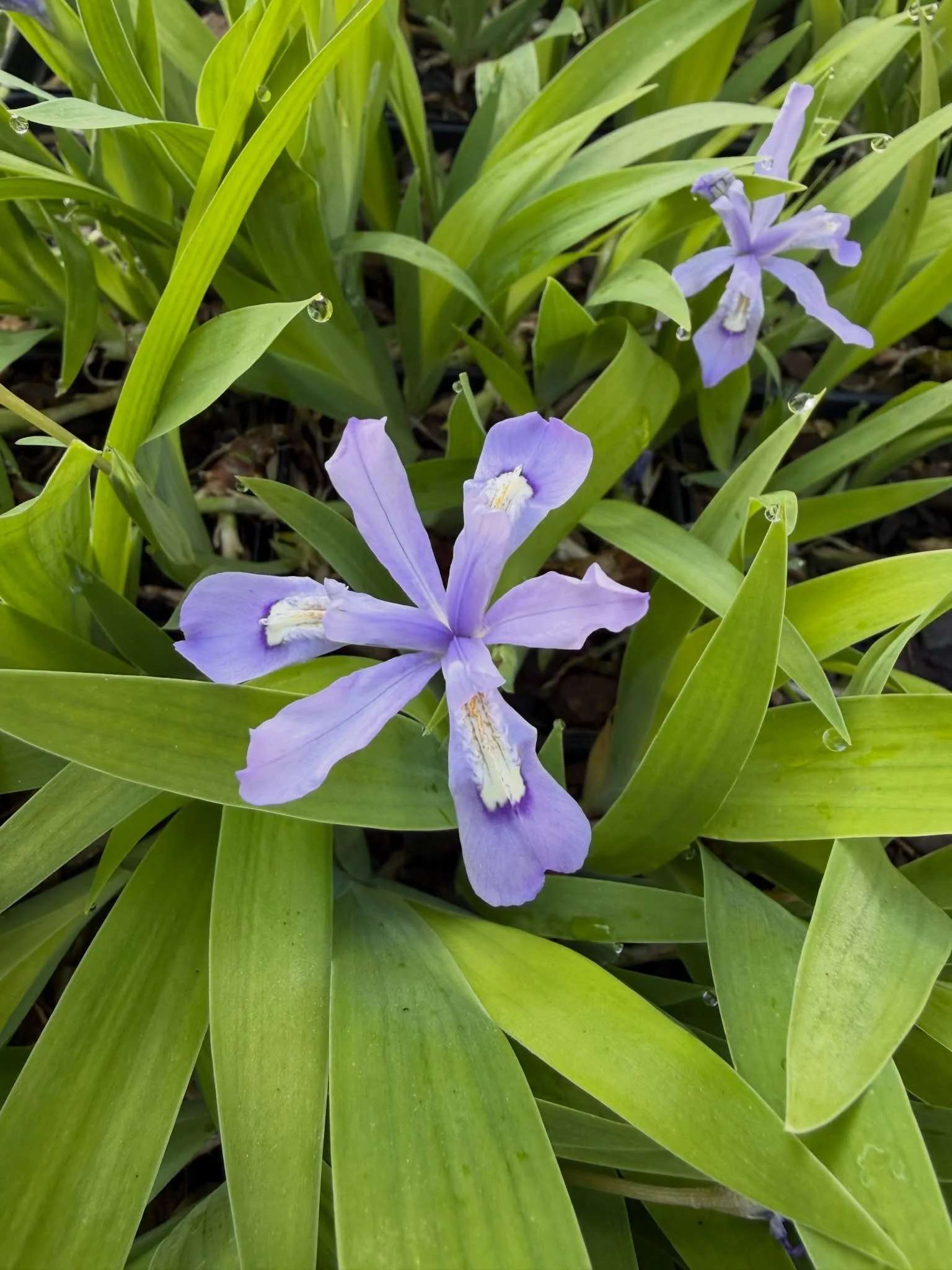 We have some sweet spring bloomers that can&rsquo;t wait to meet you!  All are available at our sale this upcoming Saturday OR you can place your pre-sale order online now through Thursday, April 30. 

1 - Iris cristata (Dwarf Crested Iris)
2 - Dicen