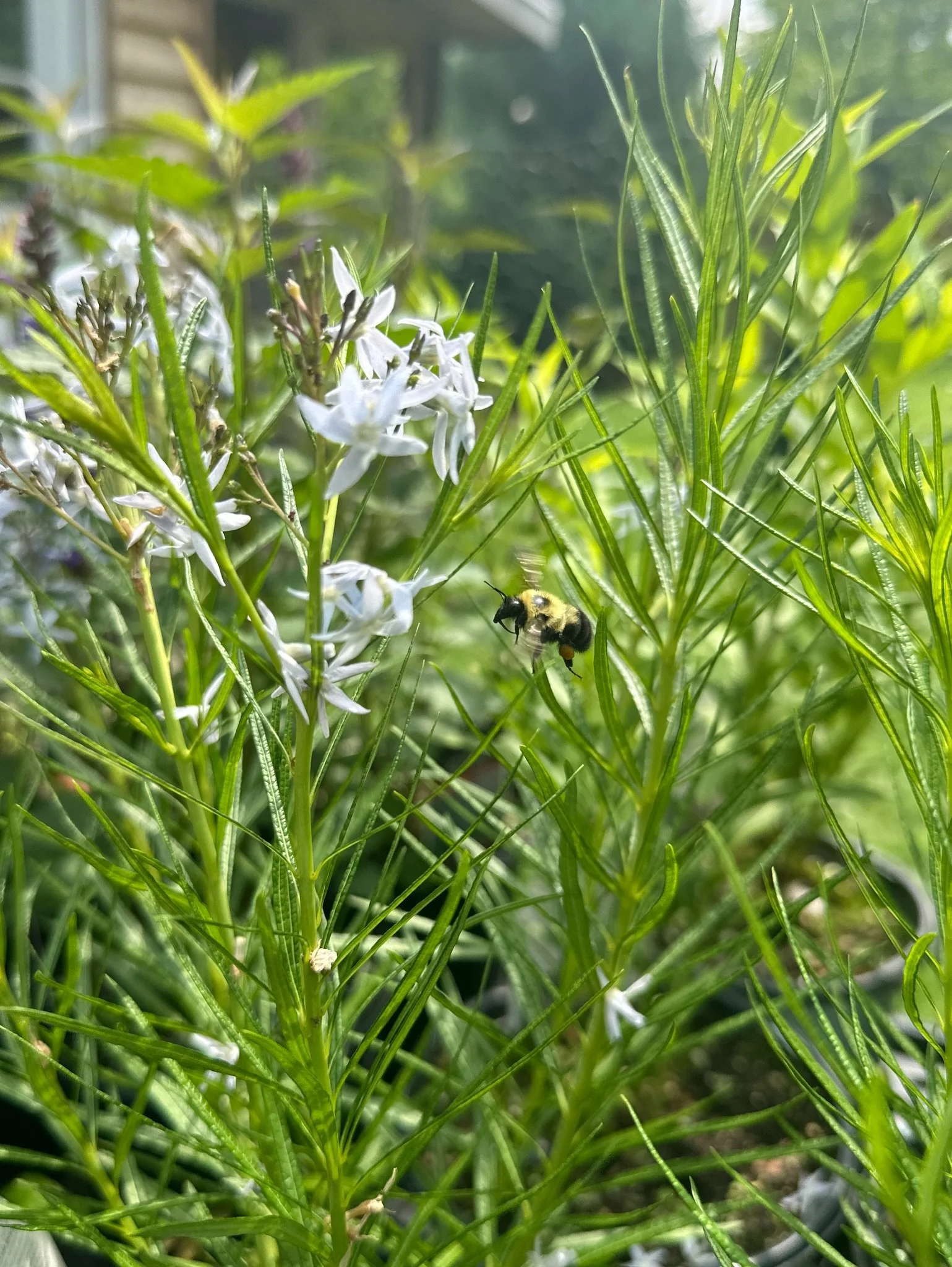 THIS SATURDAY!  Buzz on down to our Native Plant Sale in Wyndmoor @frootwyndmoor .  We&rsquo;ll be there from 8am to 1pm, ready to help you pick the perfect plants for your garden.  Full plant list at keystoneplants.com 🌼

#nativeplants