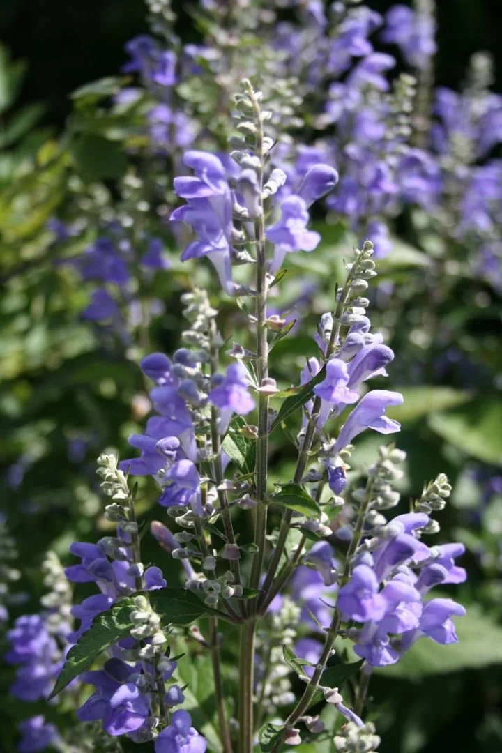 Scutellaria incana.jpg