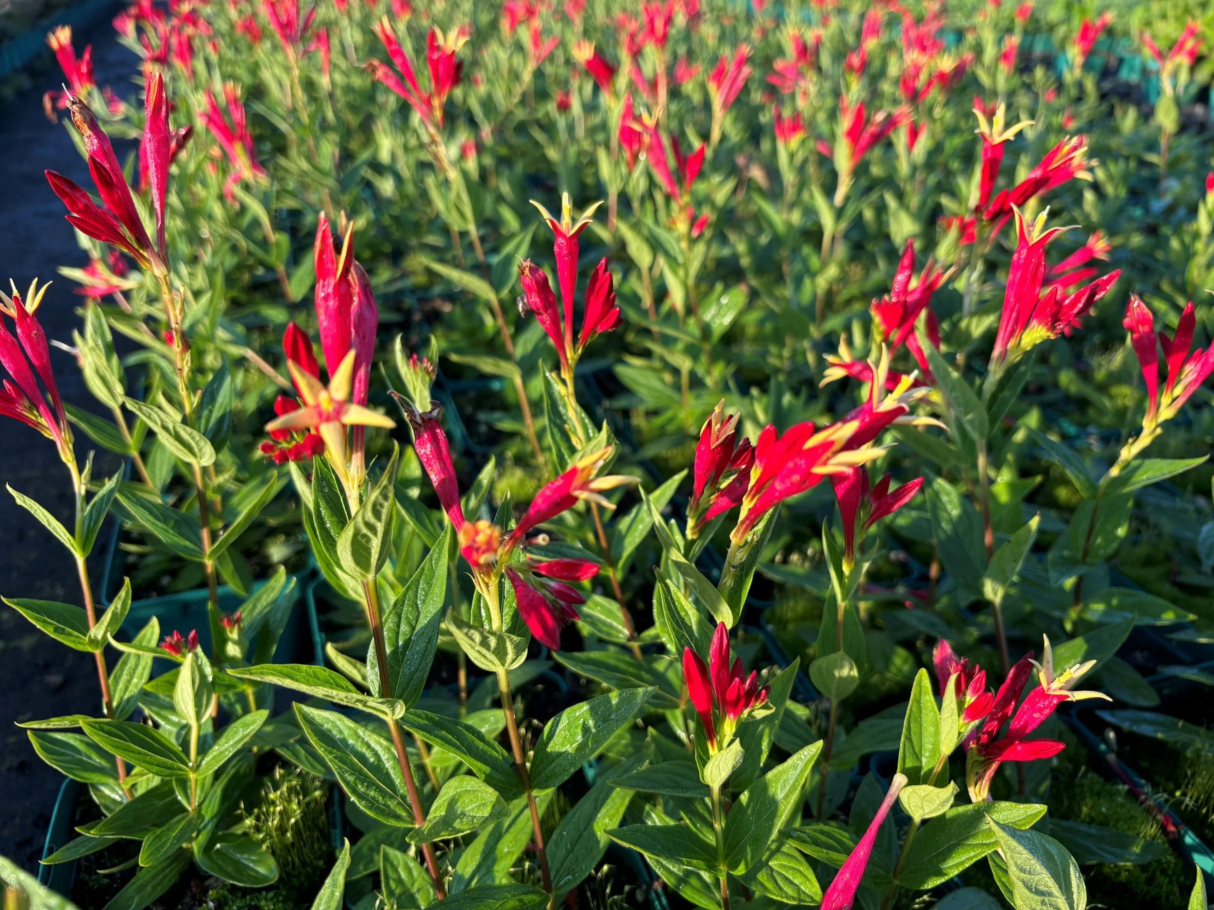 Spigelia_Little Redhead.jpg