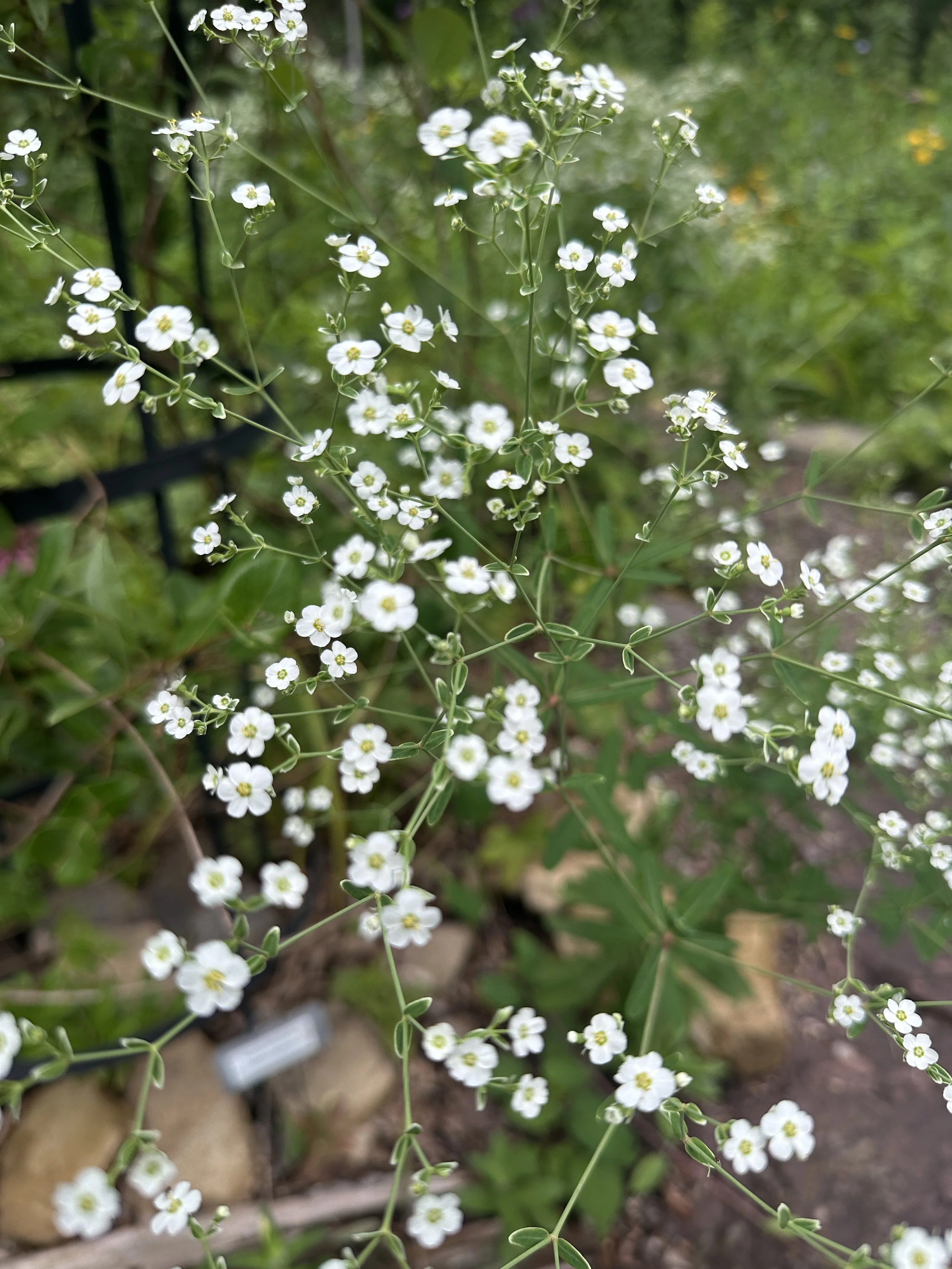 Euphorbia corollata - Flowering Spurge (Quart)