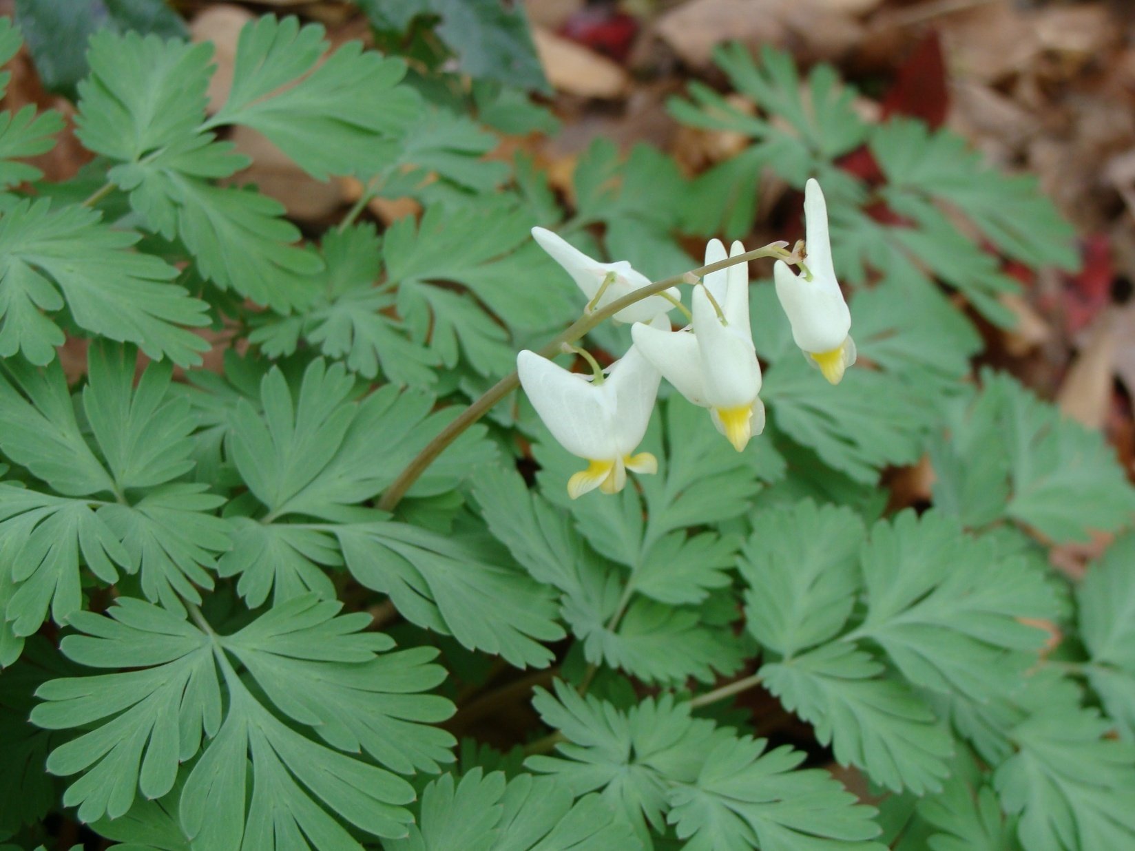 Dicentra cucullaria.jpeg