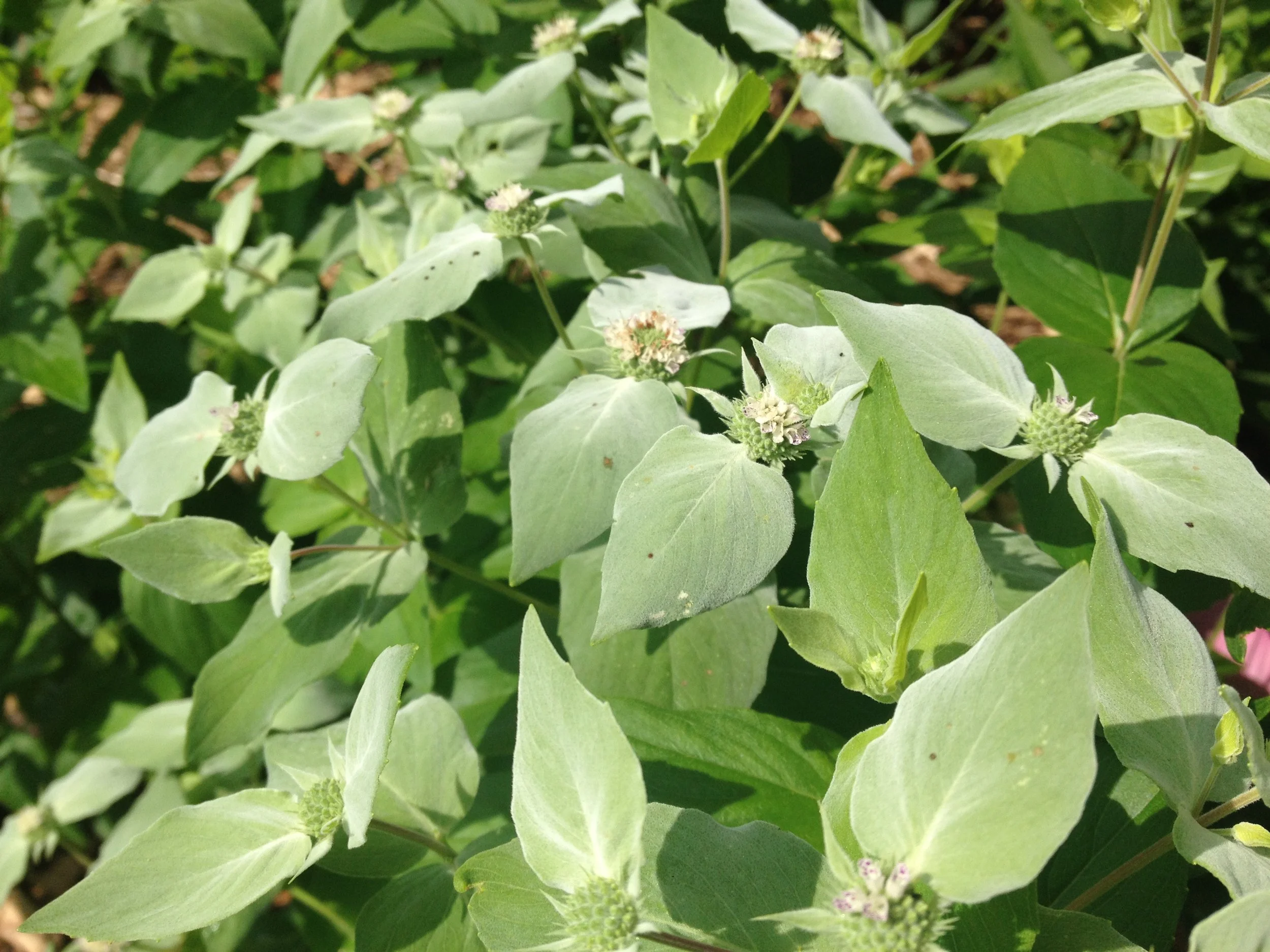 Pycnanthemum muticum - Short-toothed Mountain Mint (Quart)