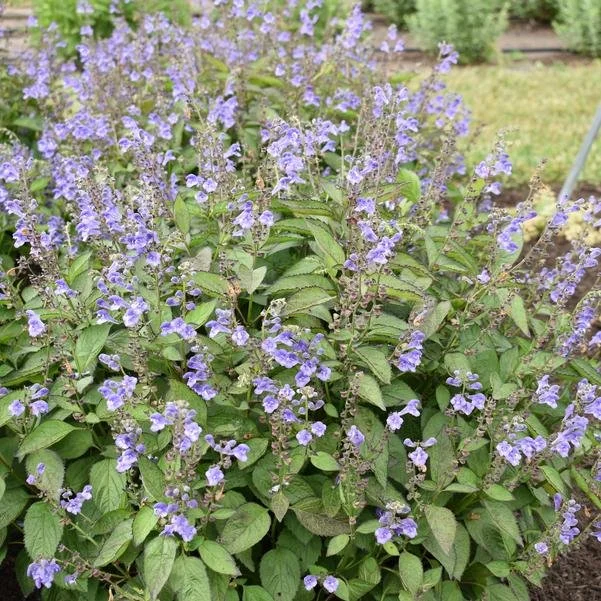 Scutellaria 'Appalachian Blues' - Skullcap (Quart)