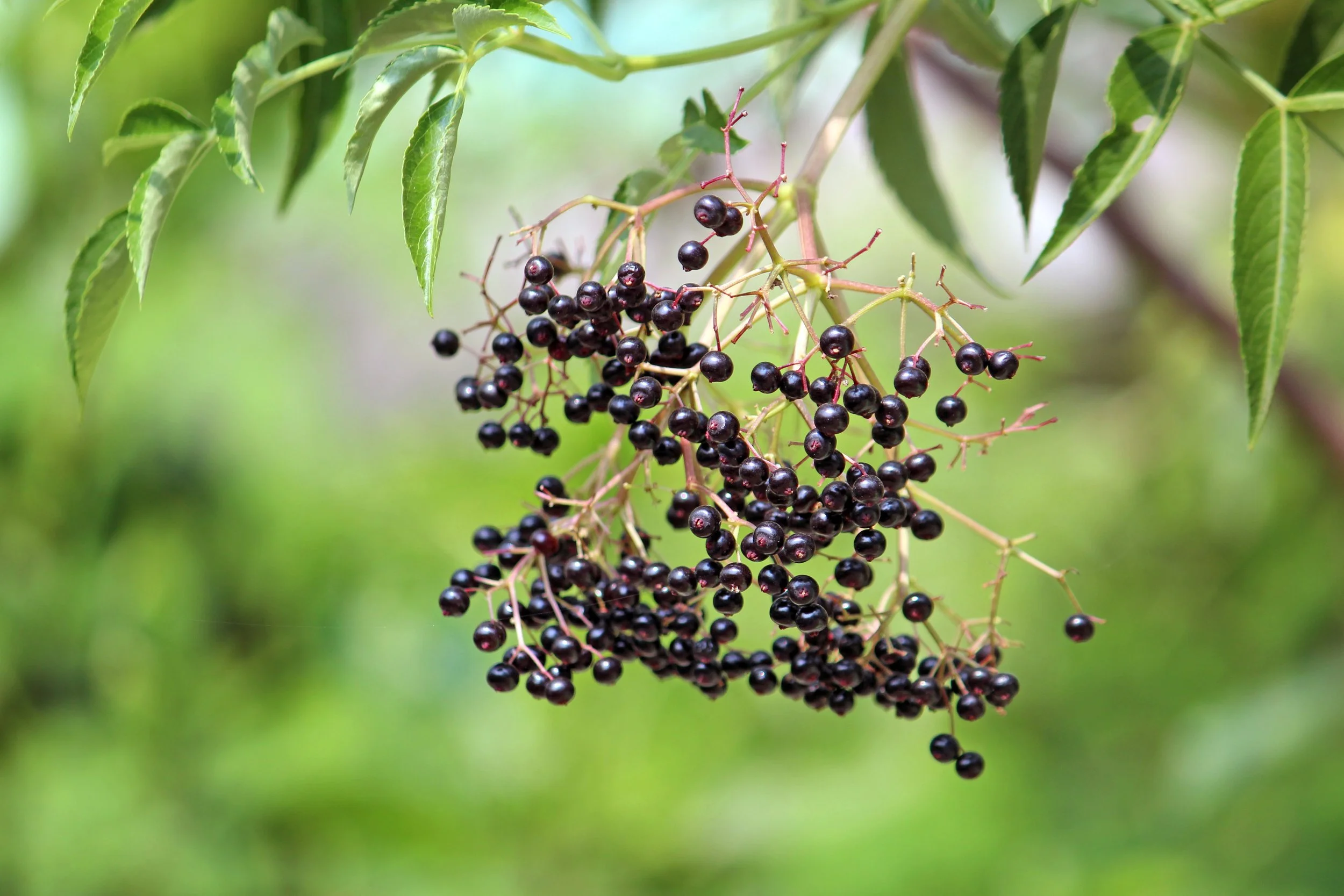 Sambucus canadensis_Berry.jpg