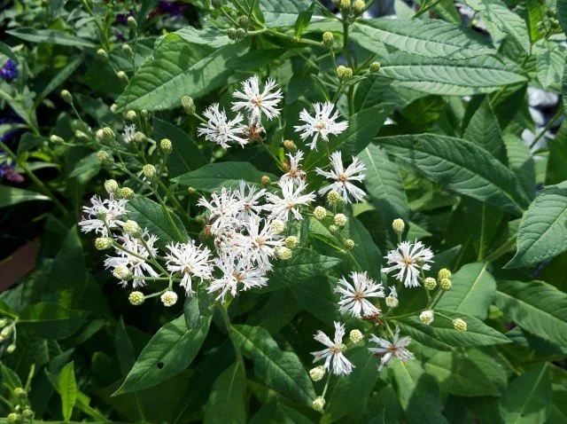 Vernonia noveboracensis 'White Lightning' - Ironweed (Quart)