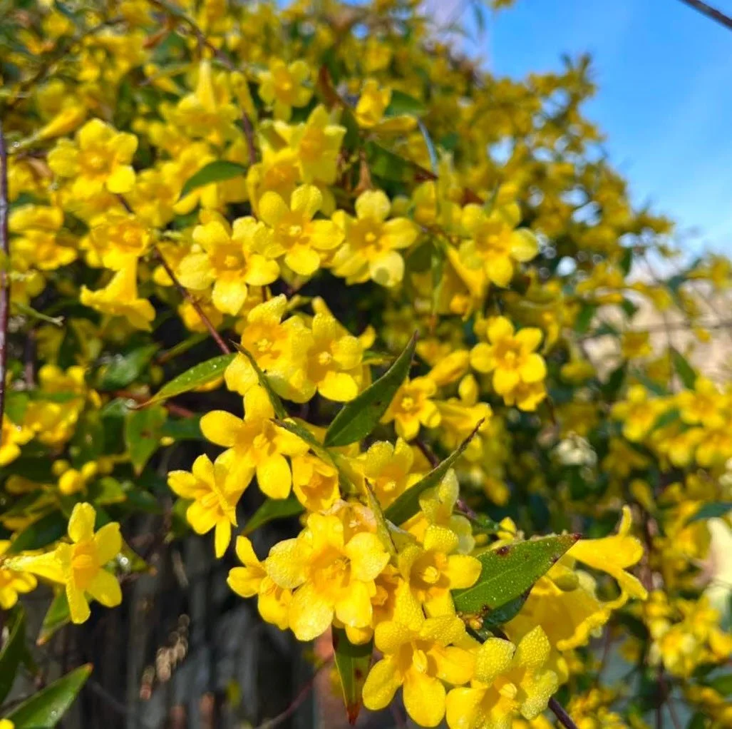 Gelsemium margarita.jpg