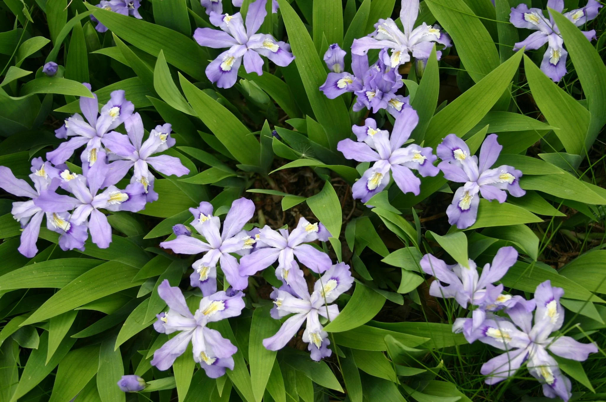 Dwarf_Crested_Iris.jpg