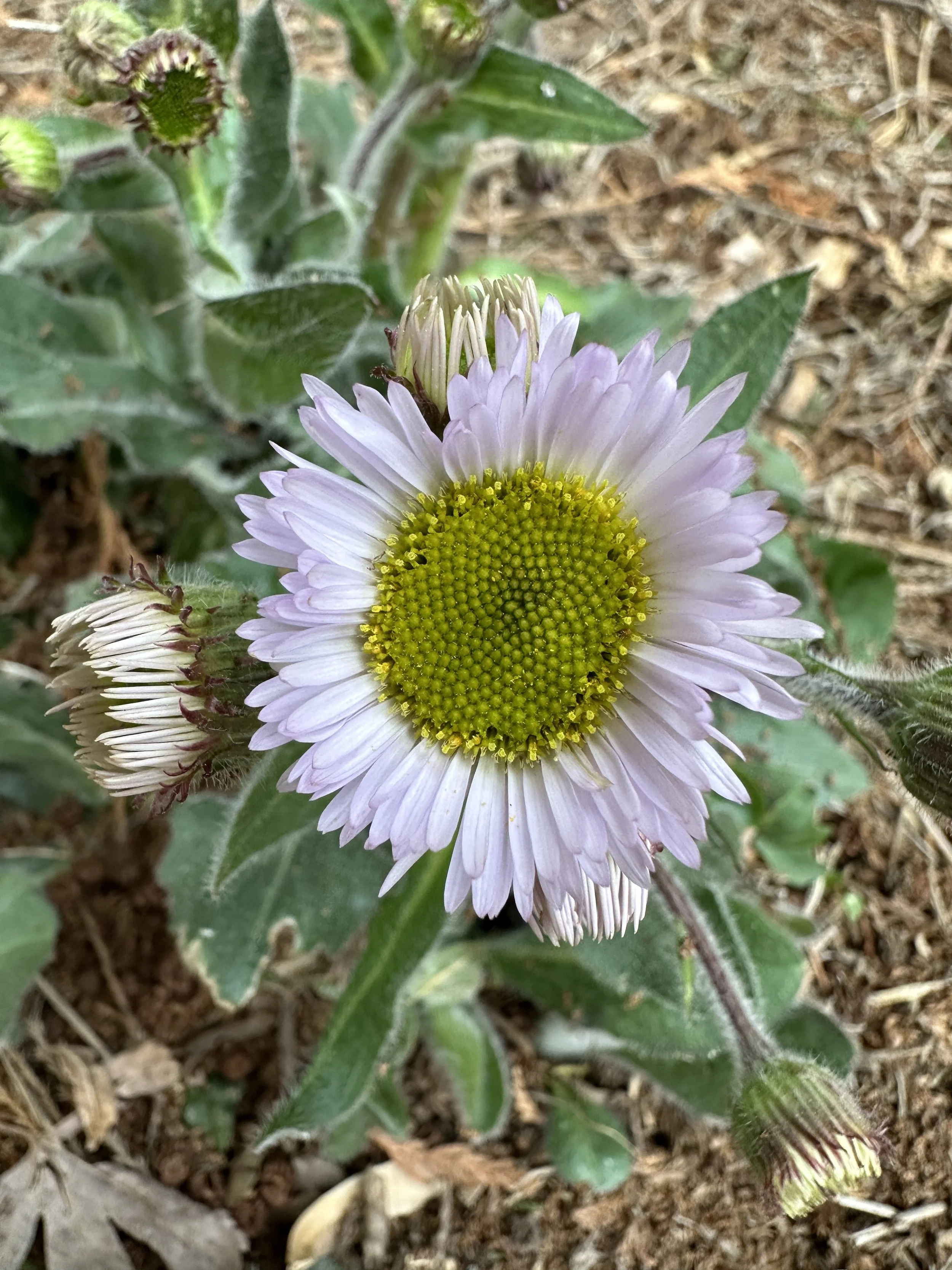 Erigeron pulchellus 'Lynnhaven Carpet' - Robin's Plantain (Gallon)