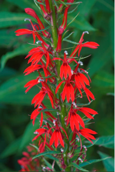 Lobelia cardinalis - Cardinal Flower (Quart)