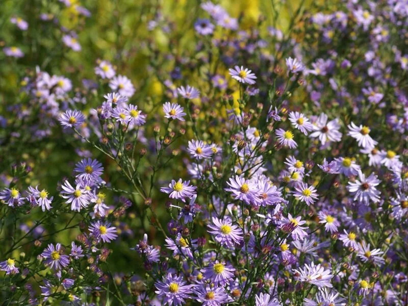 aster-symphyotrichum-azureus-oolentangiense.jpg