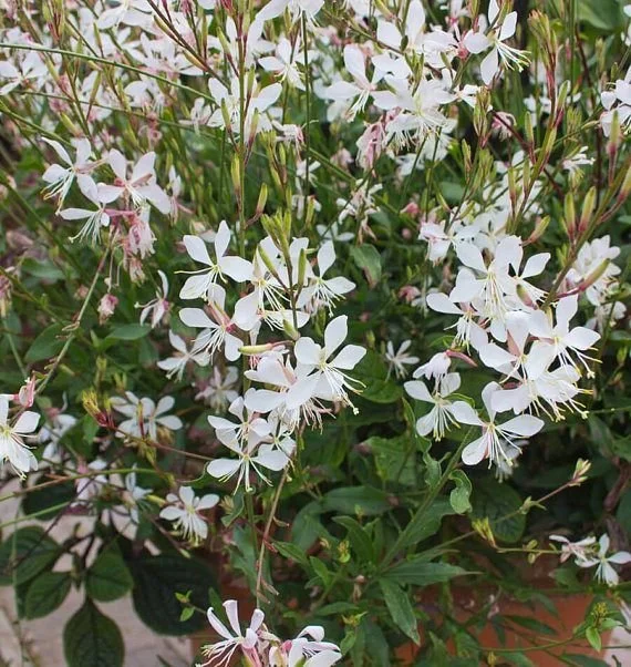 Gaura lindheimeri 'Sparkling White' - Beeblossom (Quart)