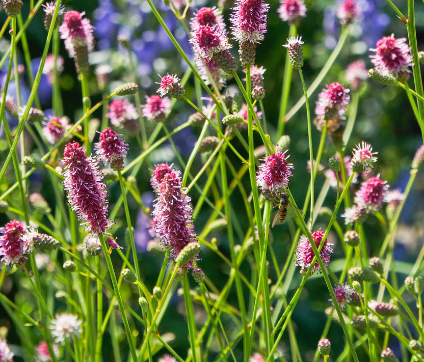 Sanguisorba officinalis 'Pink Tanna' - Great Burnet (Quart)