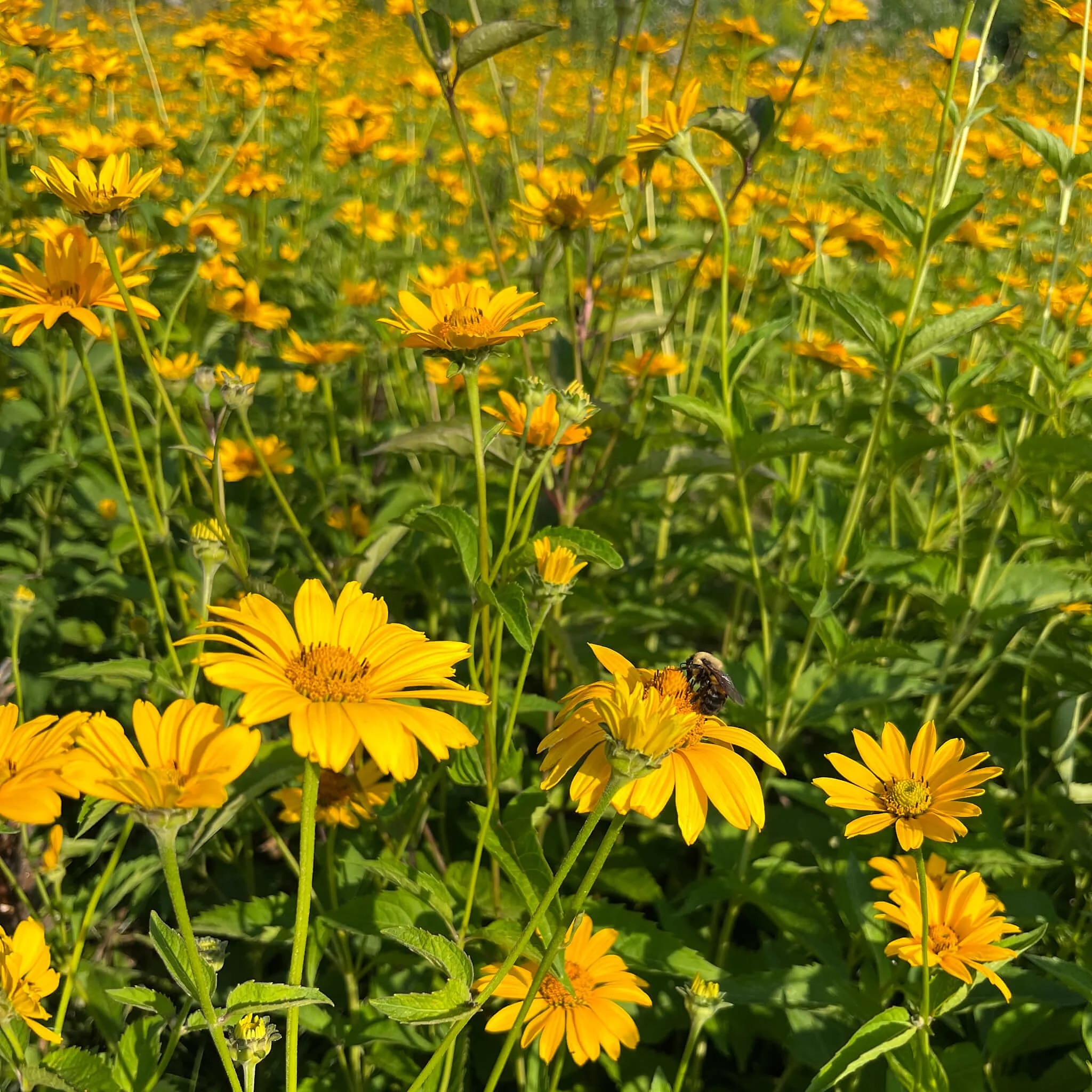 Heliopsis helianthoides - Oxeye Sunflower (Quart)