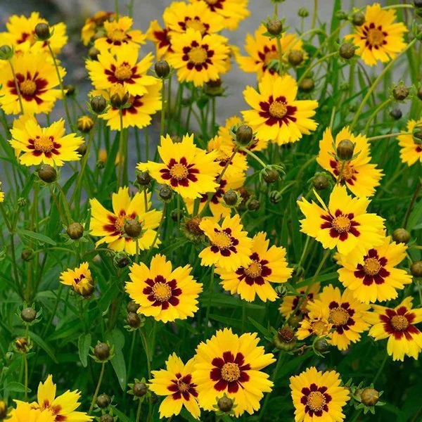 Coreopsis lanceolata 'Sterntaler' - Lance-leaf Tickseed (Gallon)