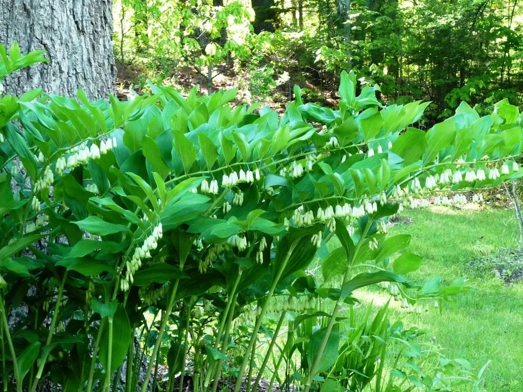 Polygonatum commutatum.jpg
